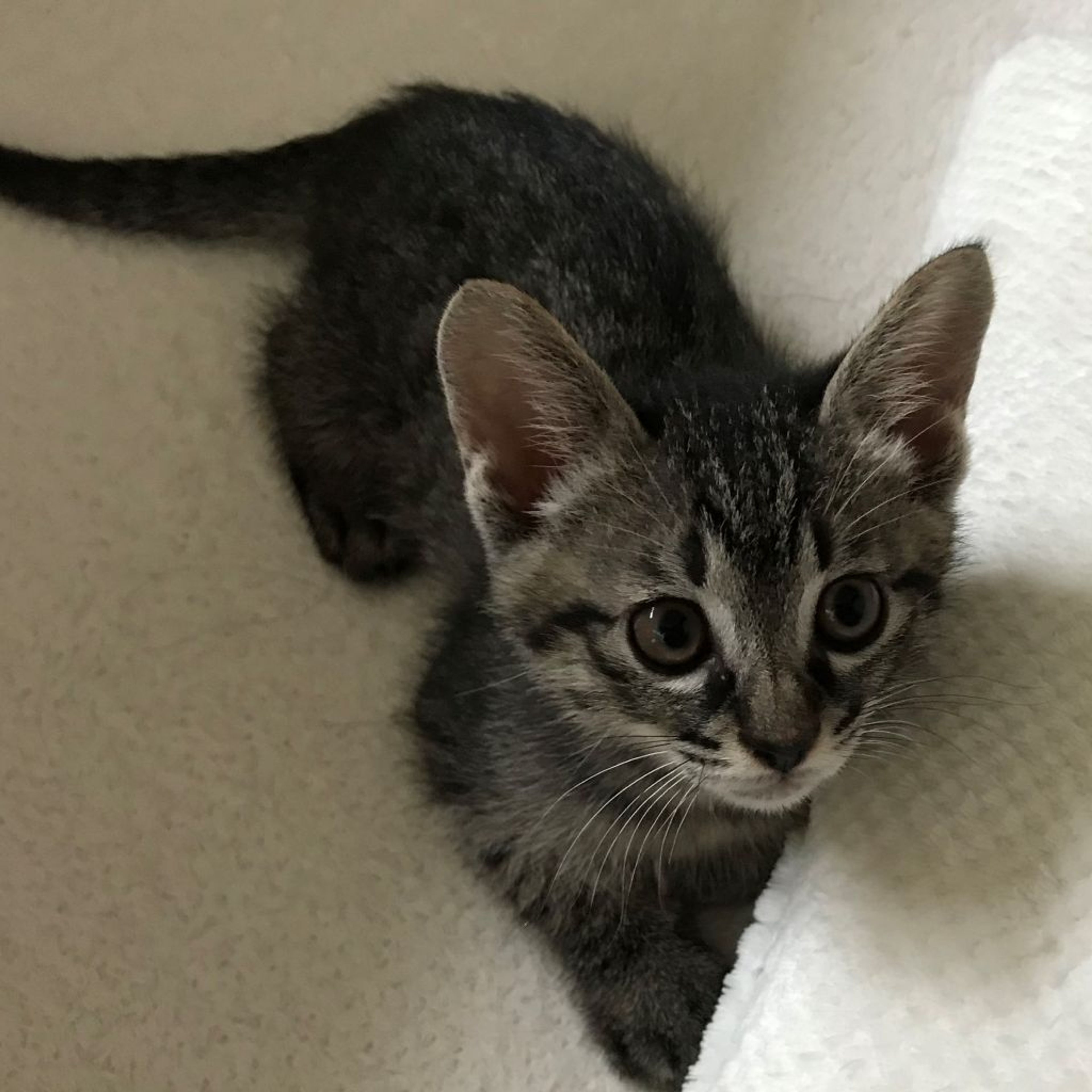 雑種（ミックス猫）・オスの里親募集の写真
