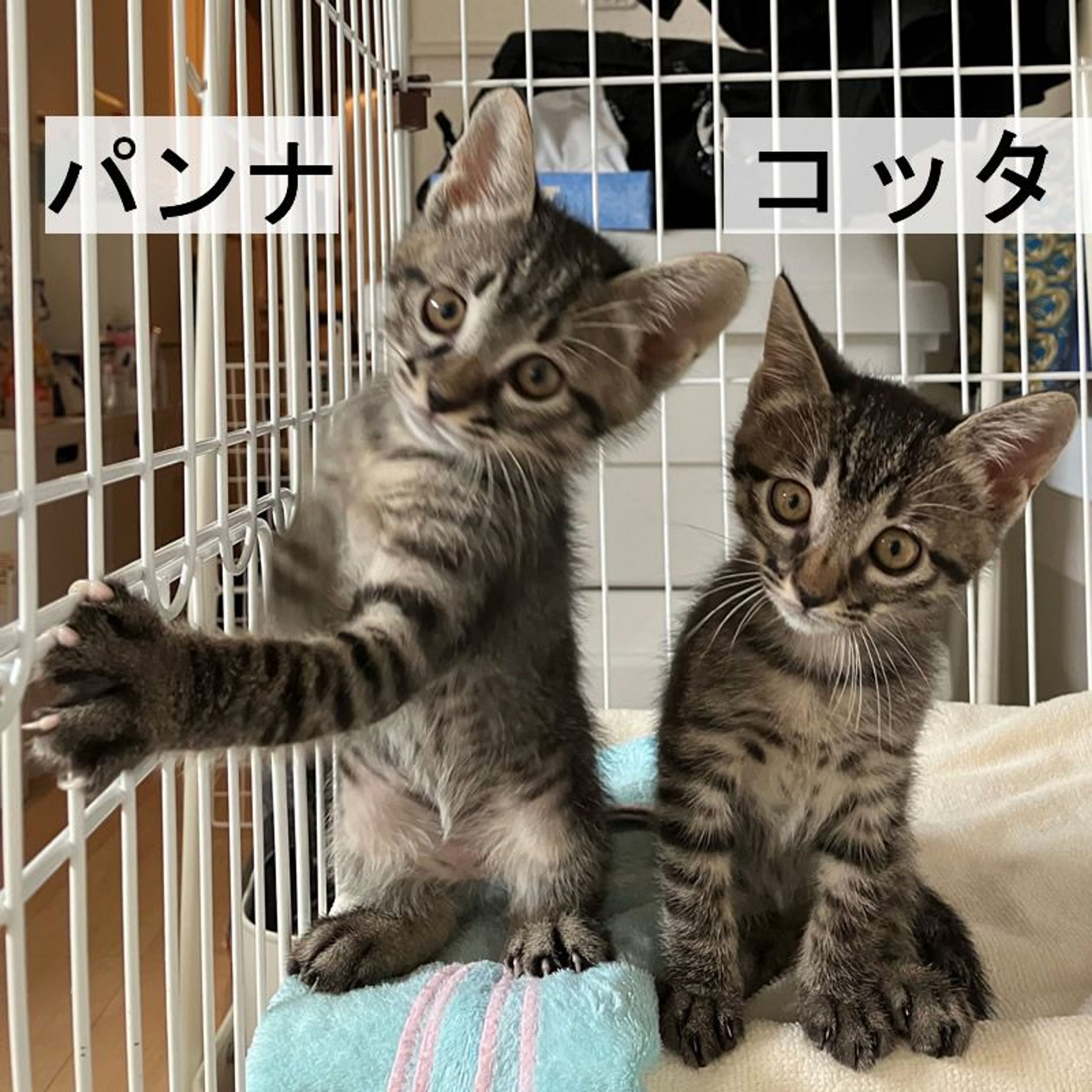 pet-image-4