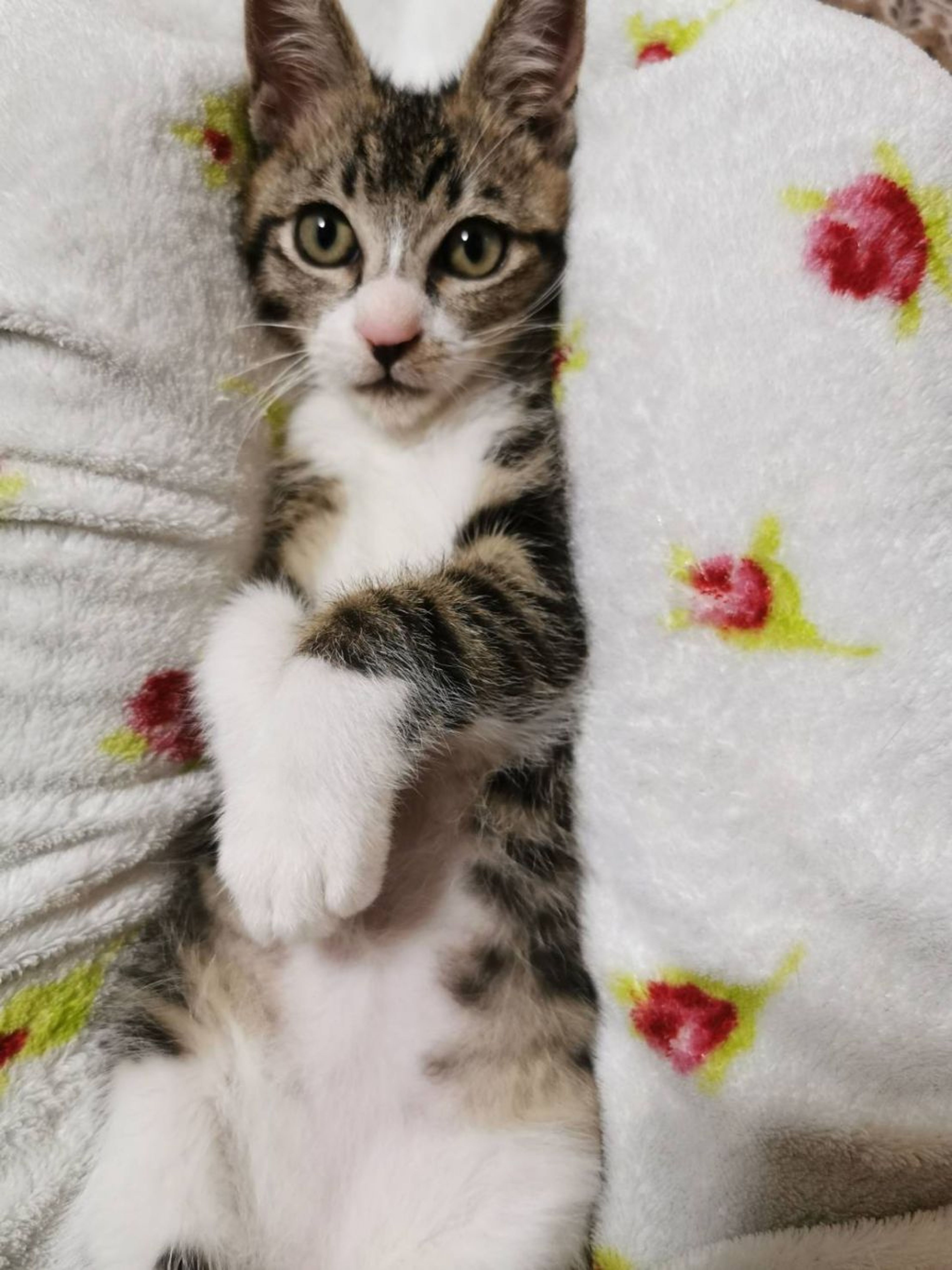 雑種（ミックス猫）・オスの里親募集の写真