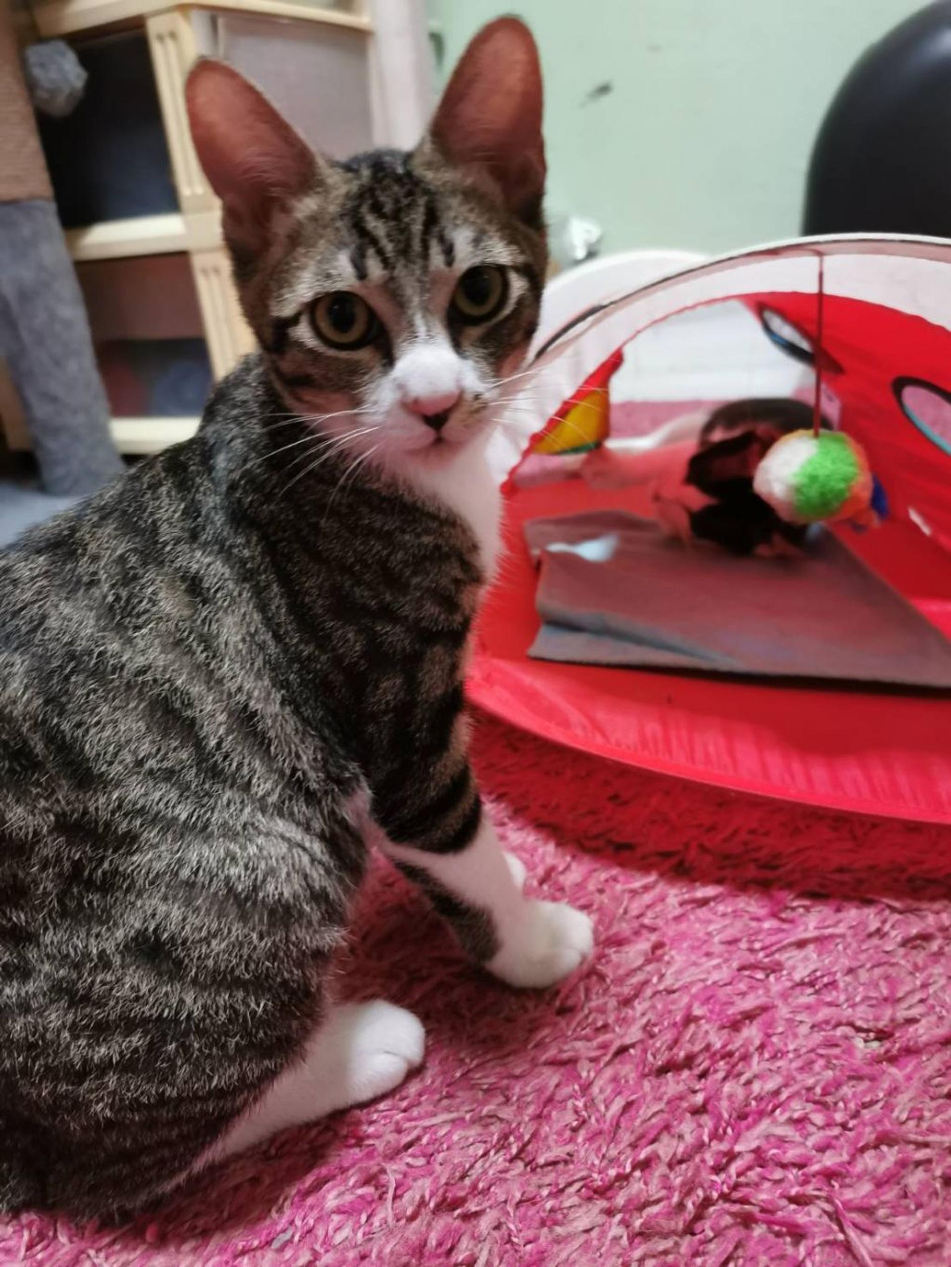 pet-image-2