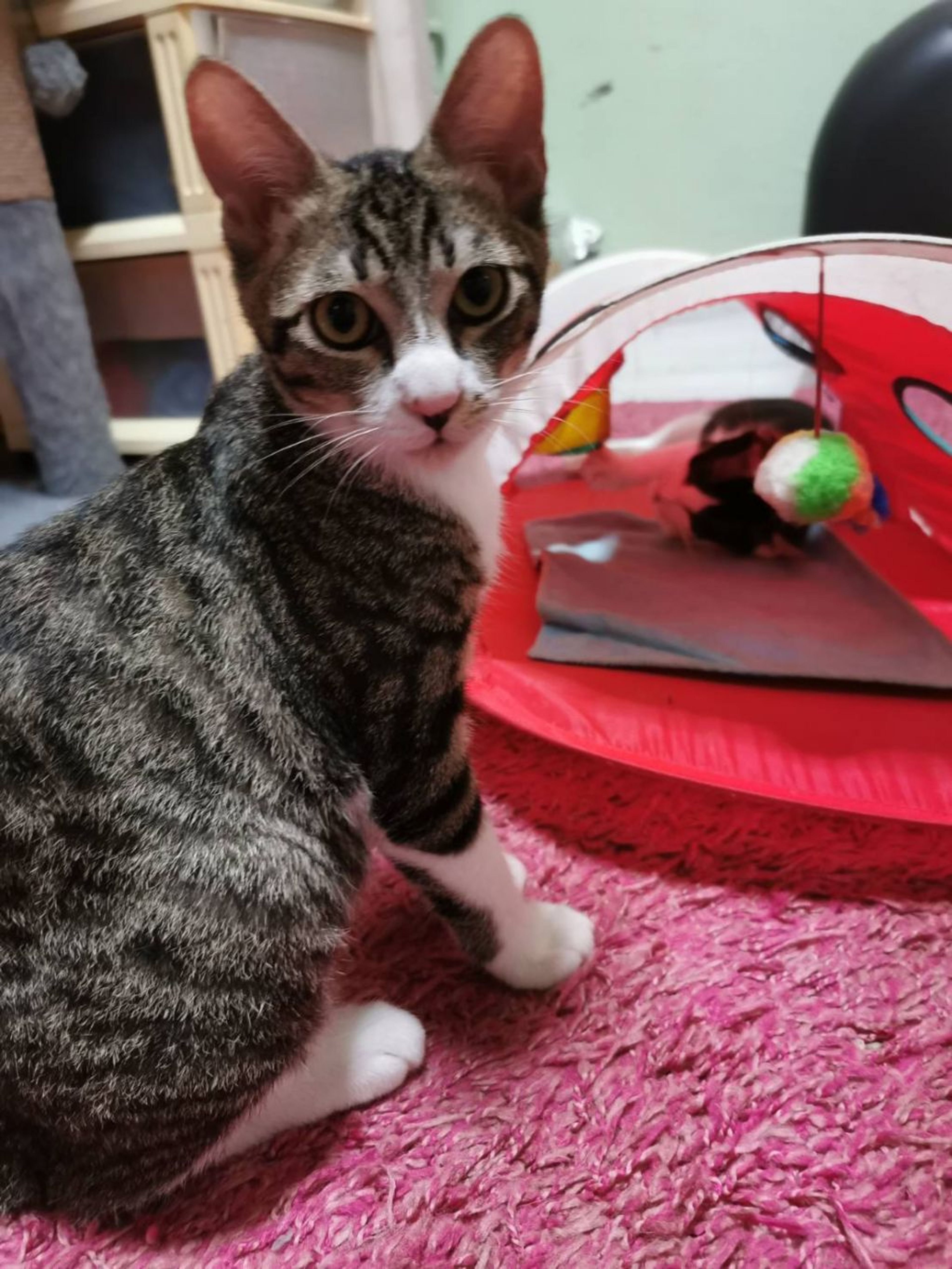 pet-image-2