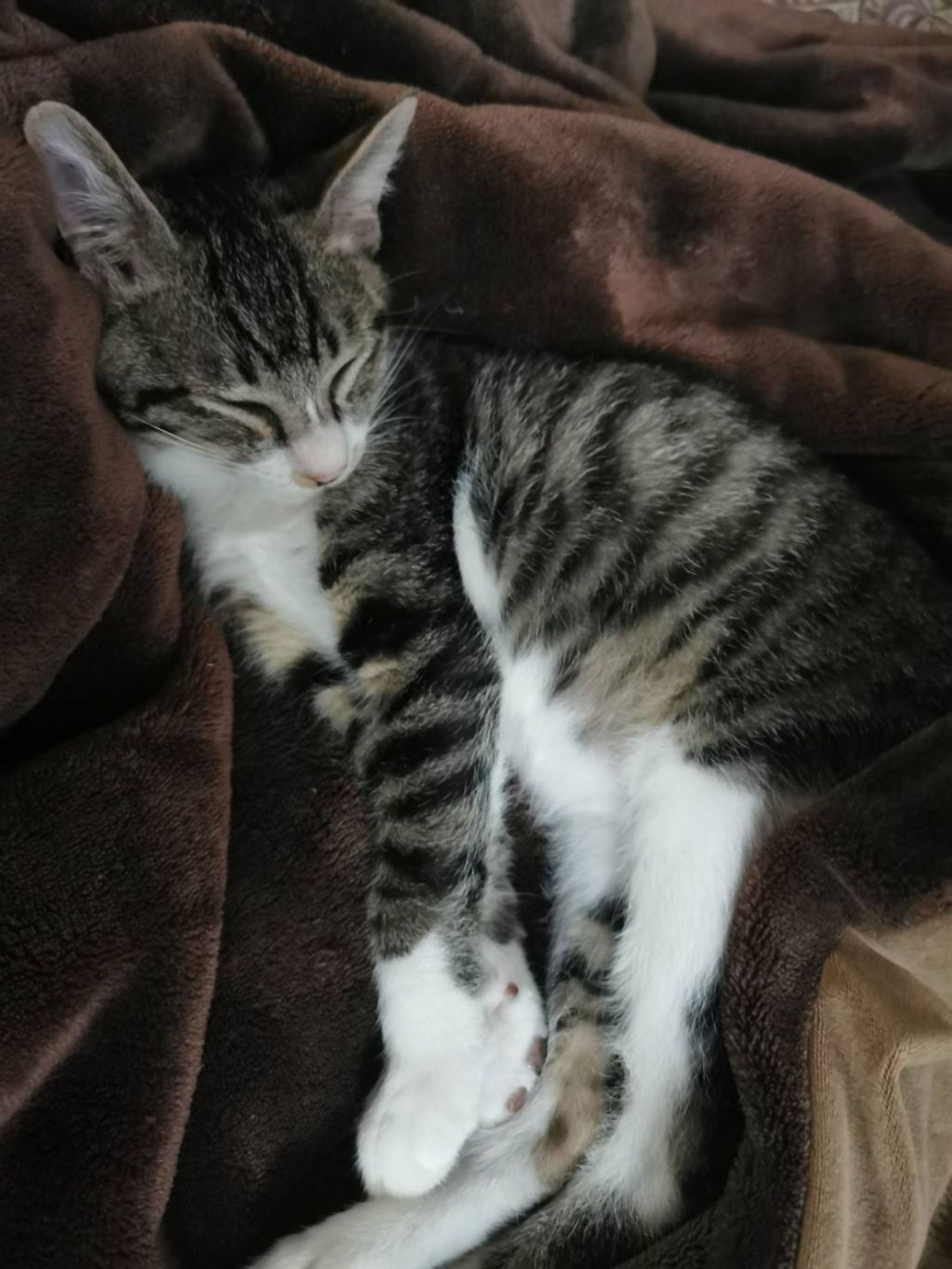 pet-image-3