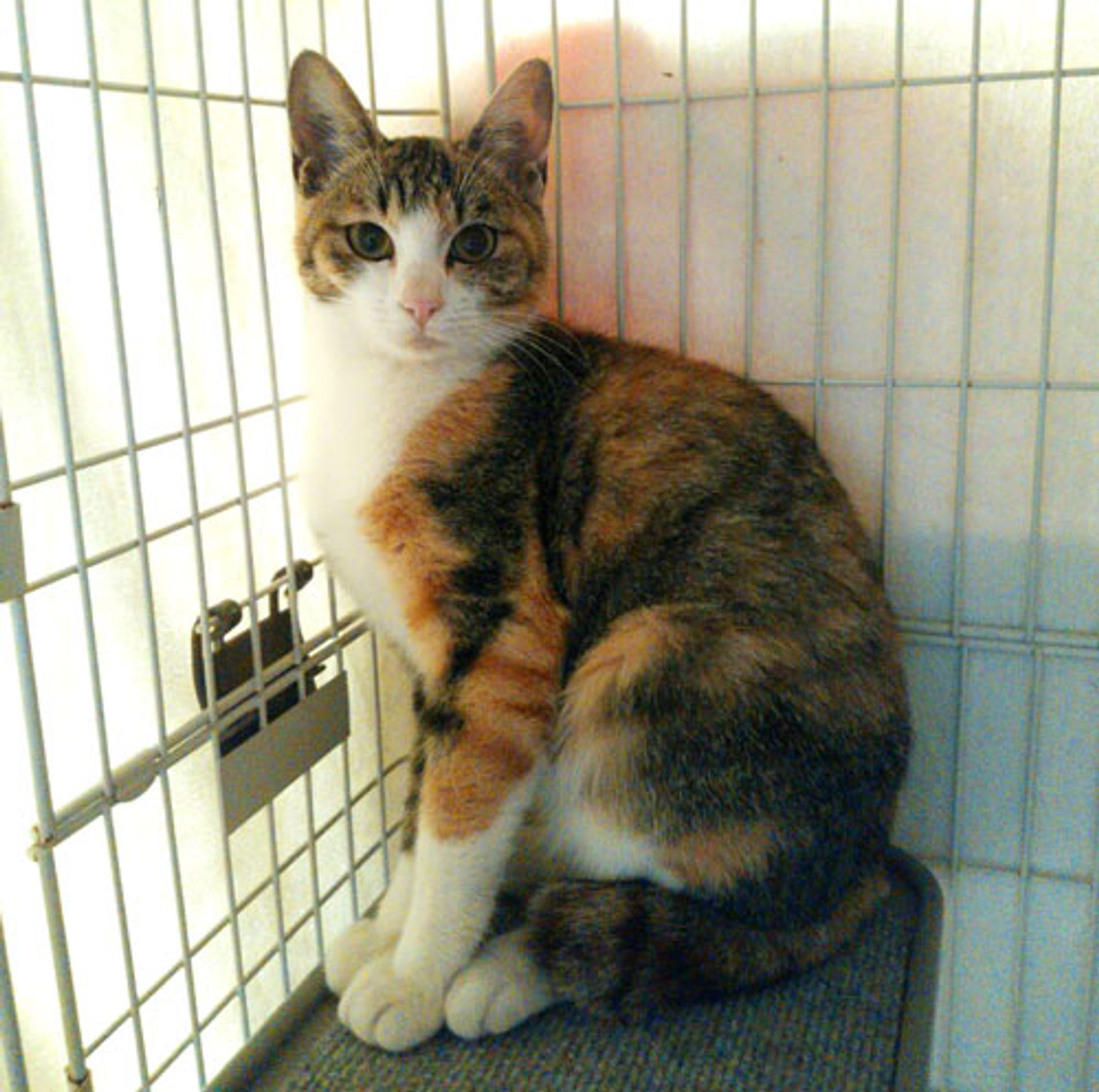 雑種（ミックス猫）・メスの里親募集の写真