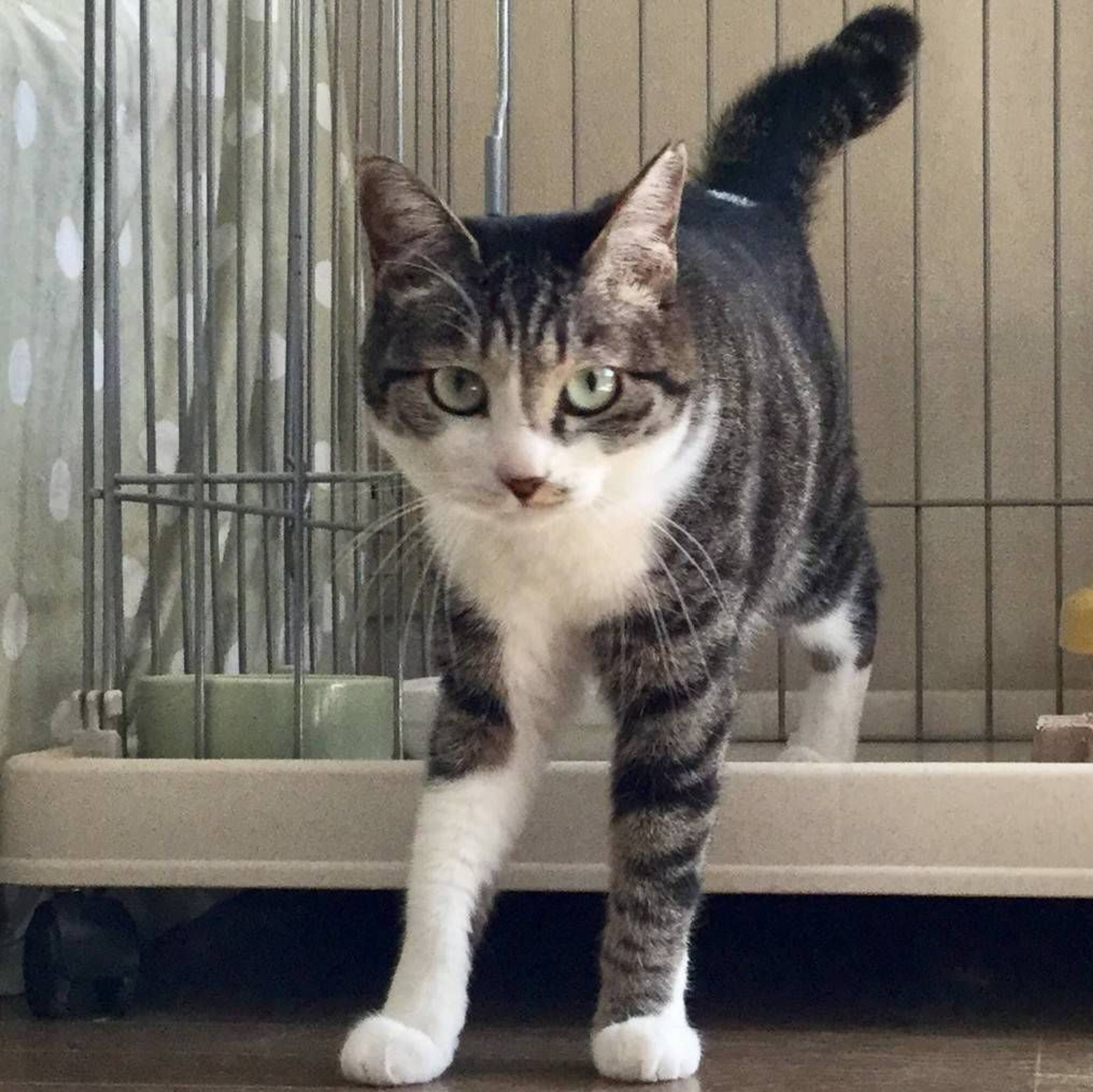 雑種（ミックス猫）・メスの里親募集の写真