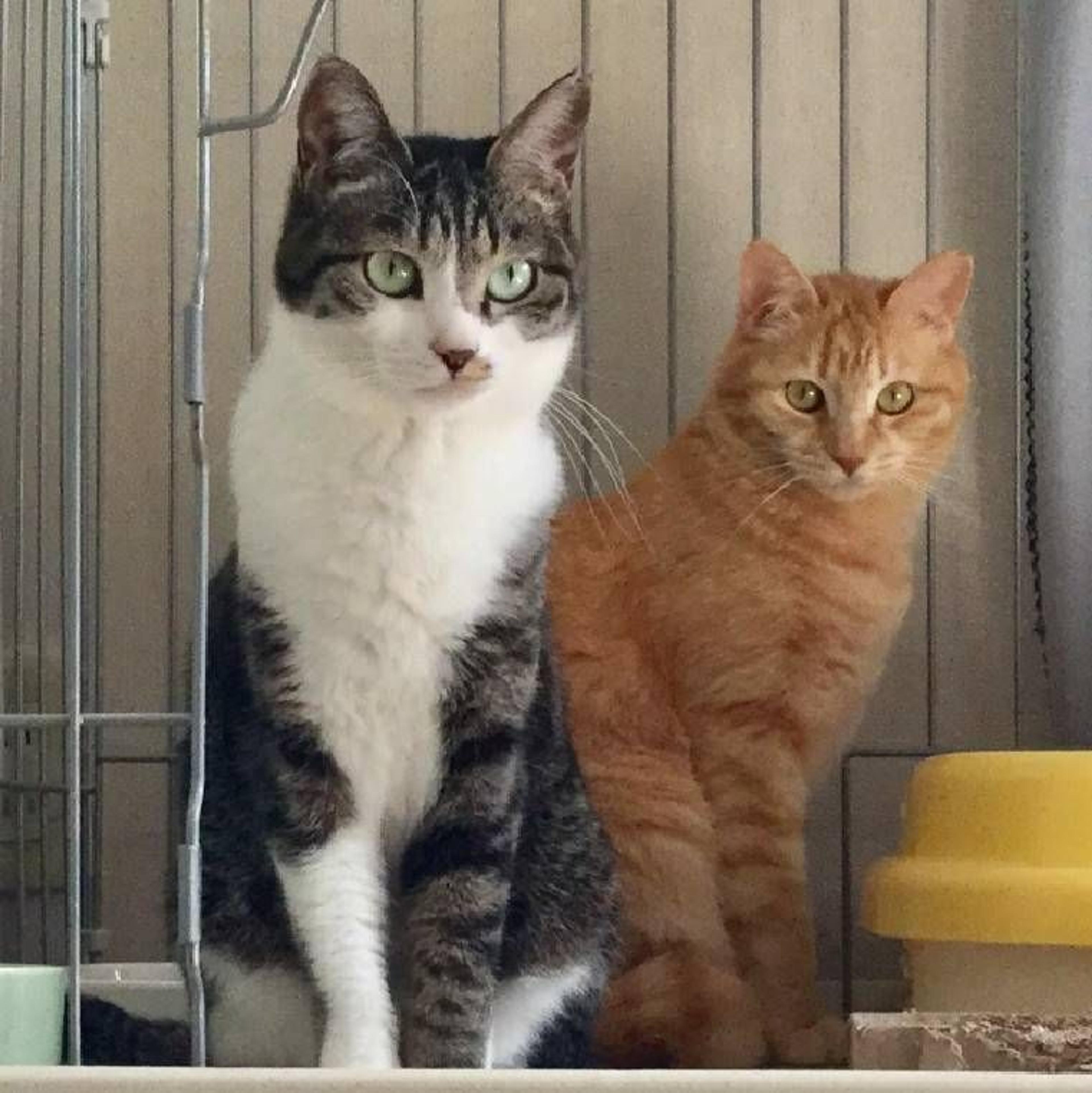 pet-image-3