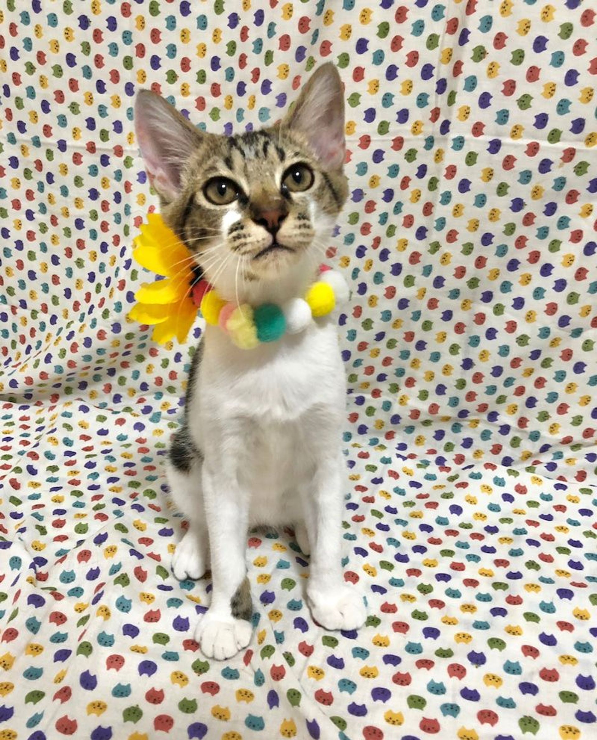 雑種（ミックス猫）・オスの里親募集の写真