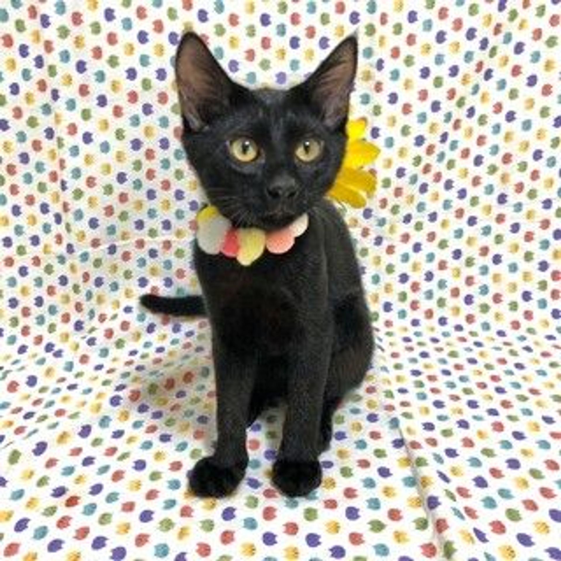 雑種（ミックス猫）・オスの里親募集の写真