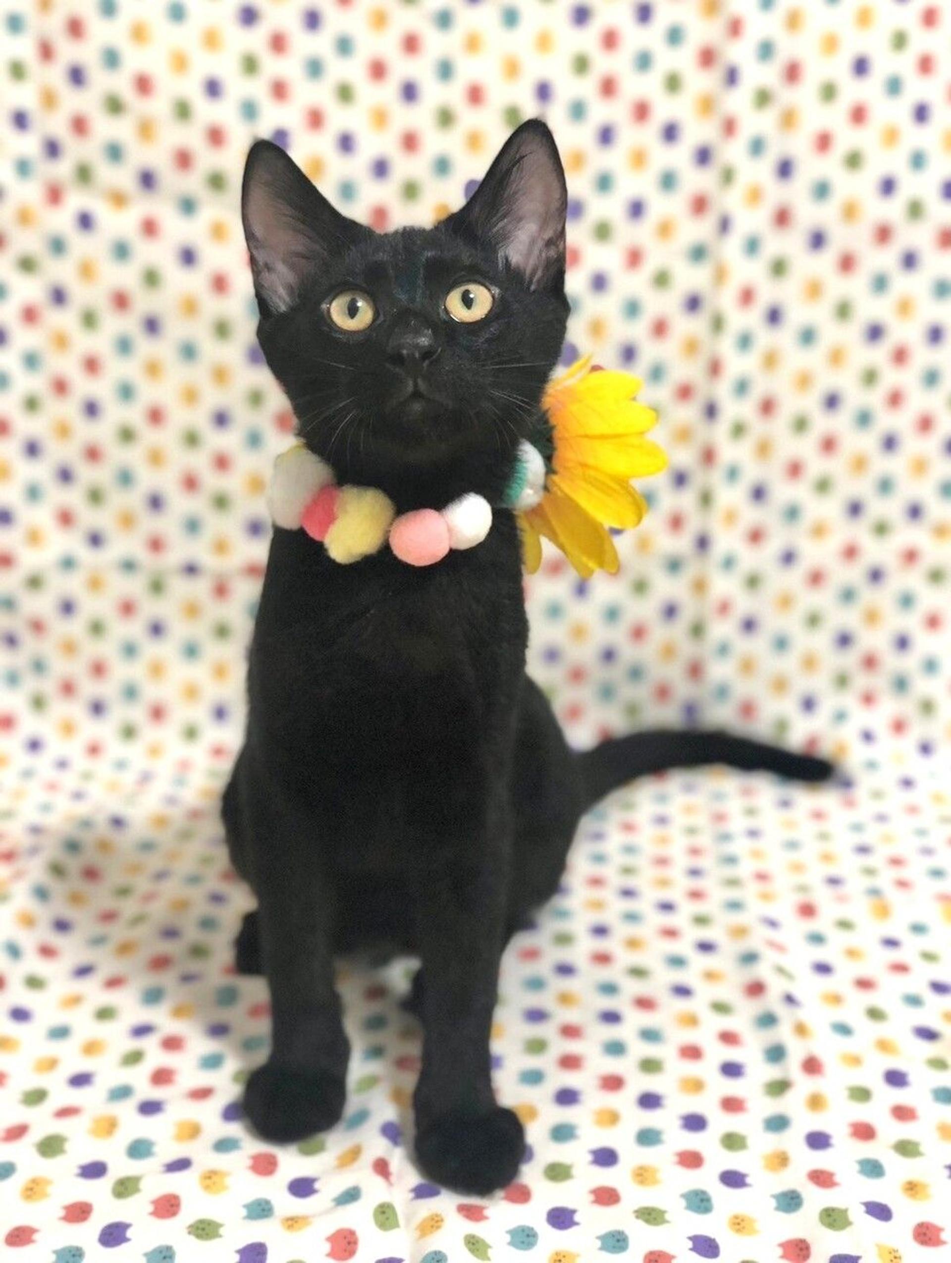 pet-image-2