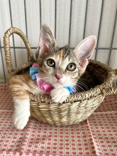 あられちゃん
