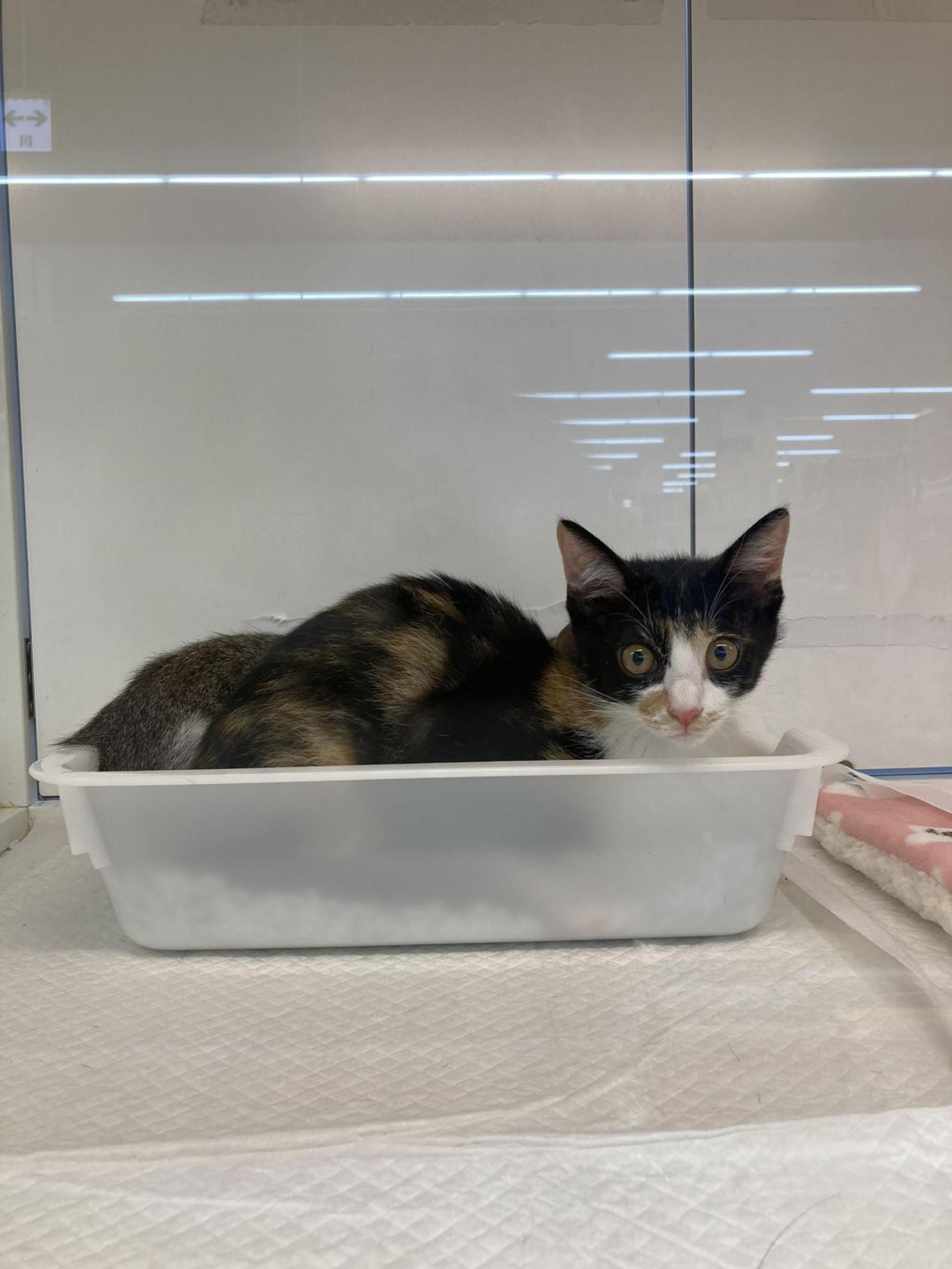 pet-image-3