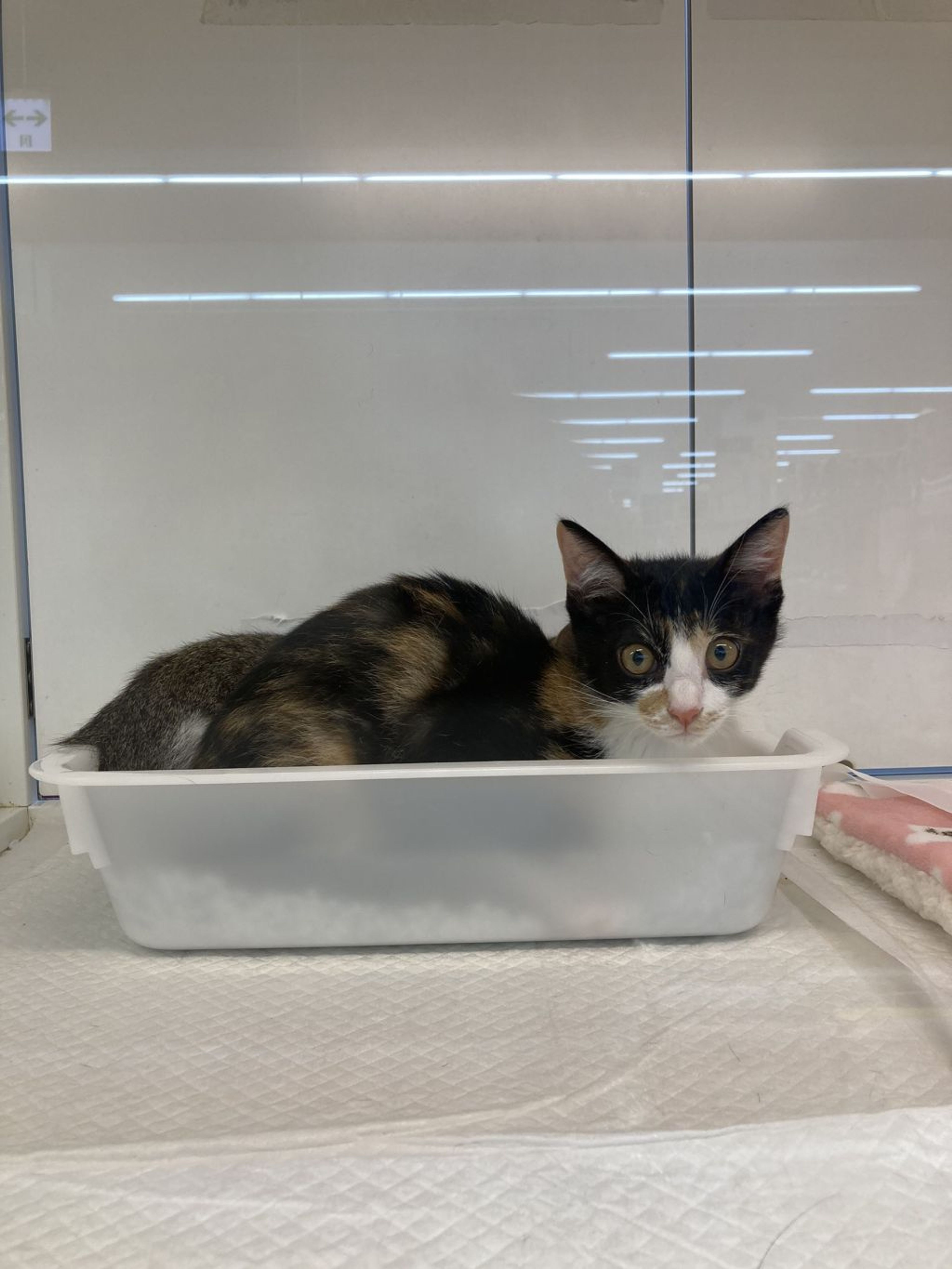 pet-image-3