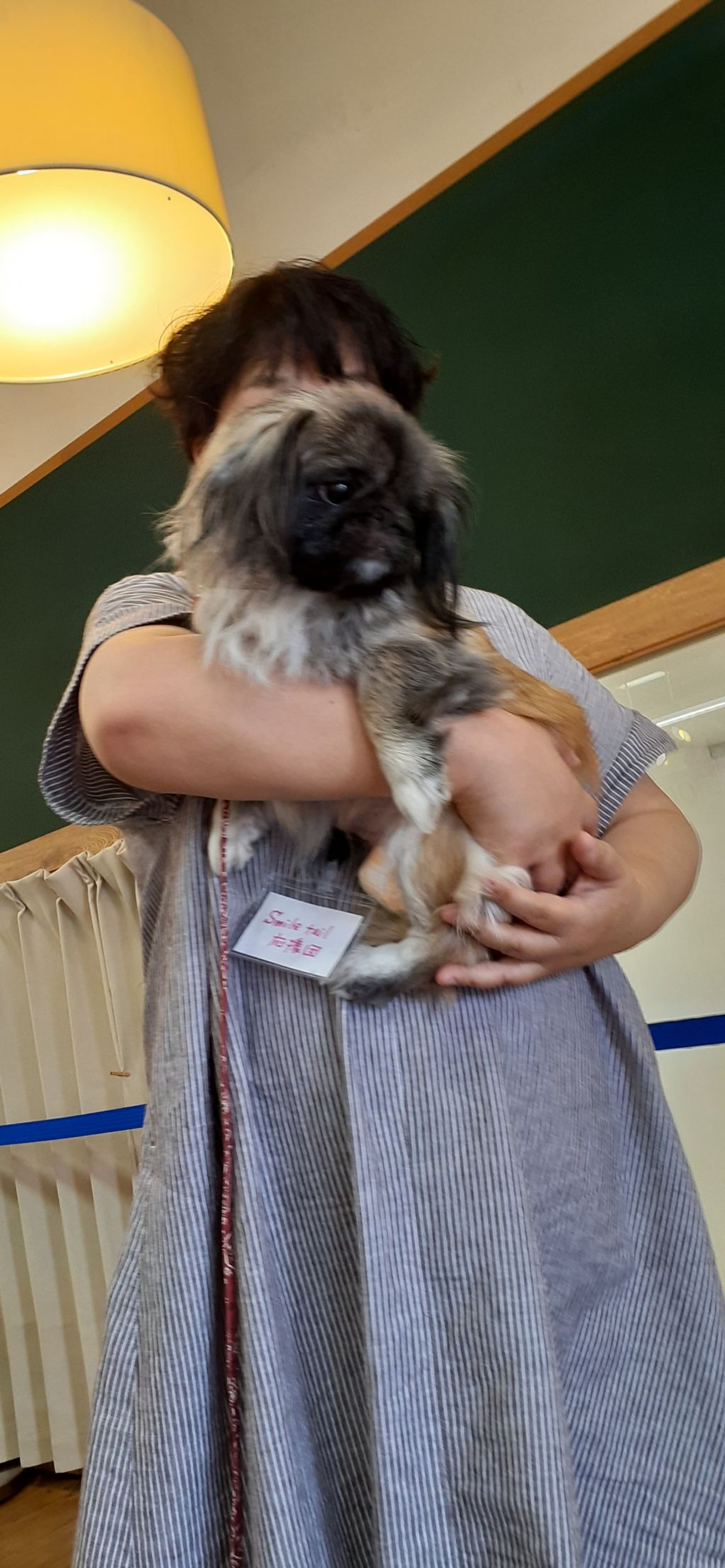 pet-image-4