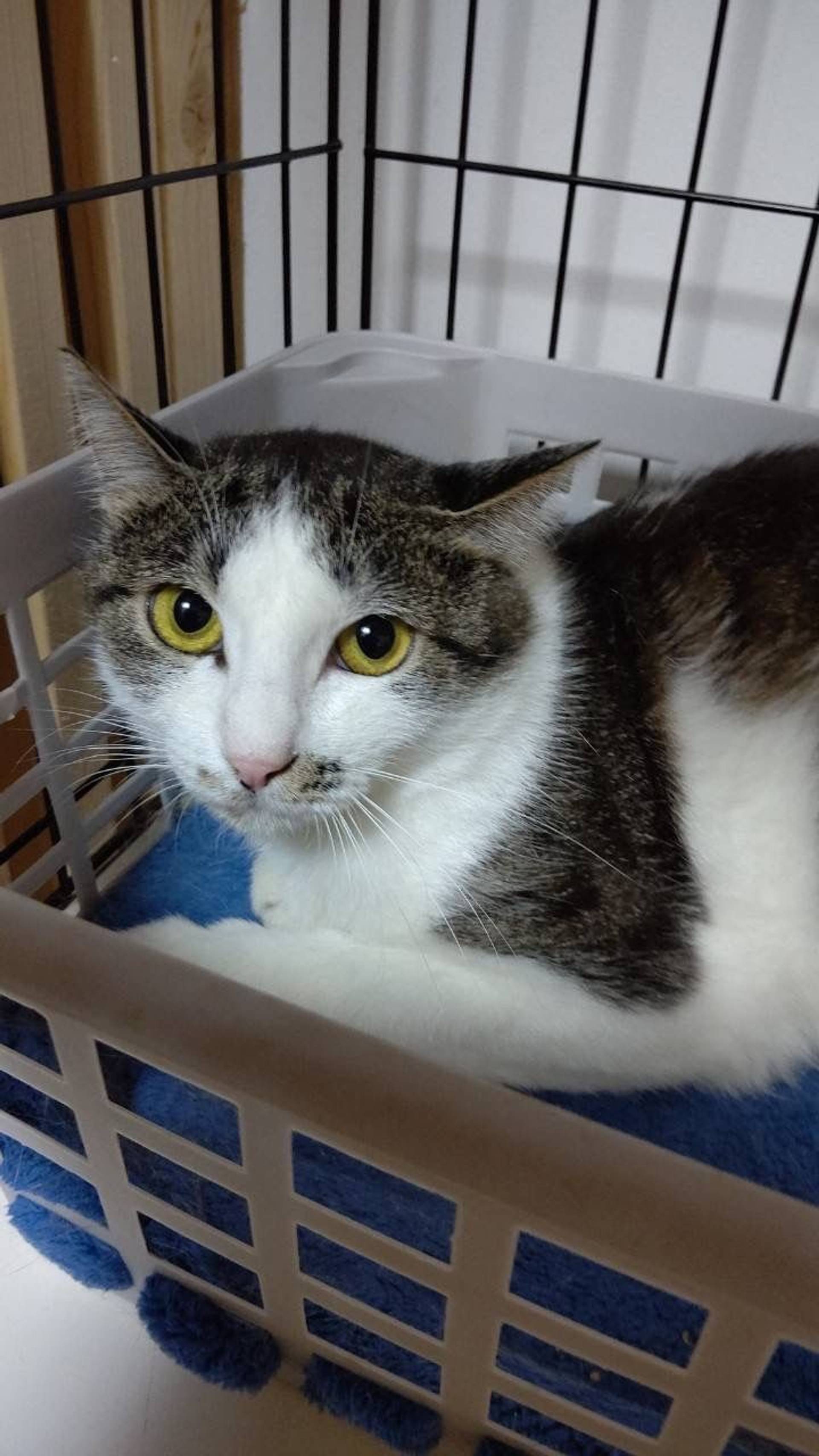 雑種（ミックス猫）・メスの里親募集の写真