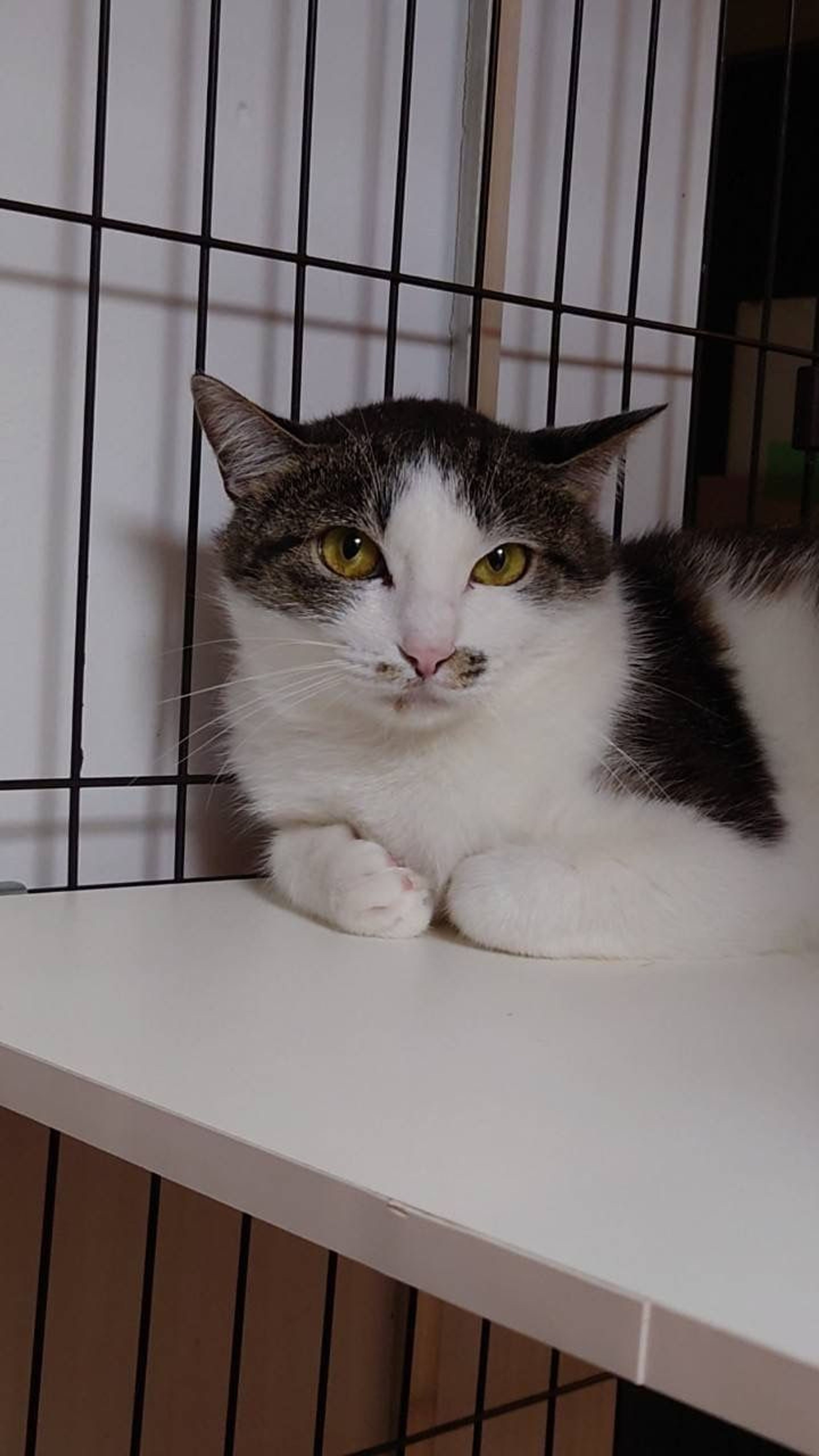 pet-image-2