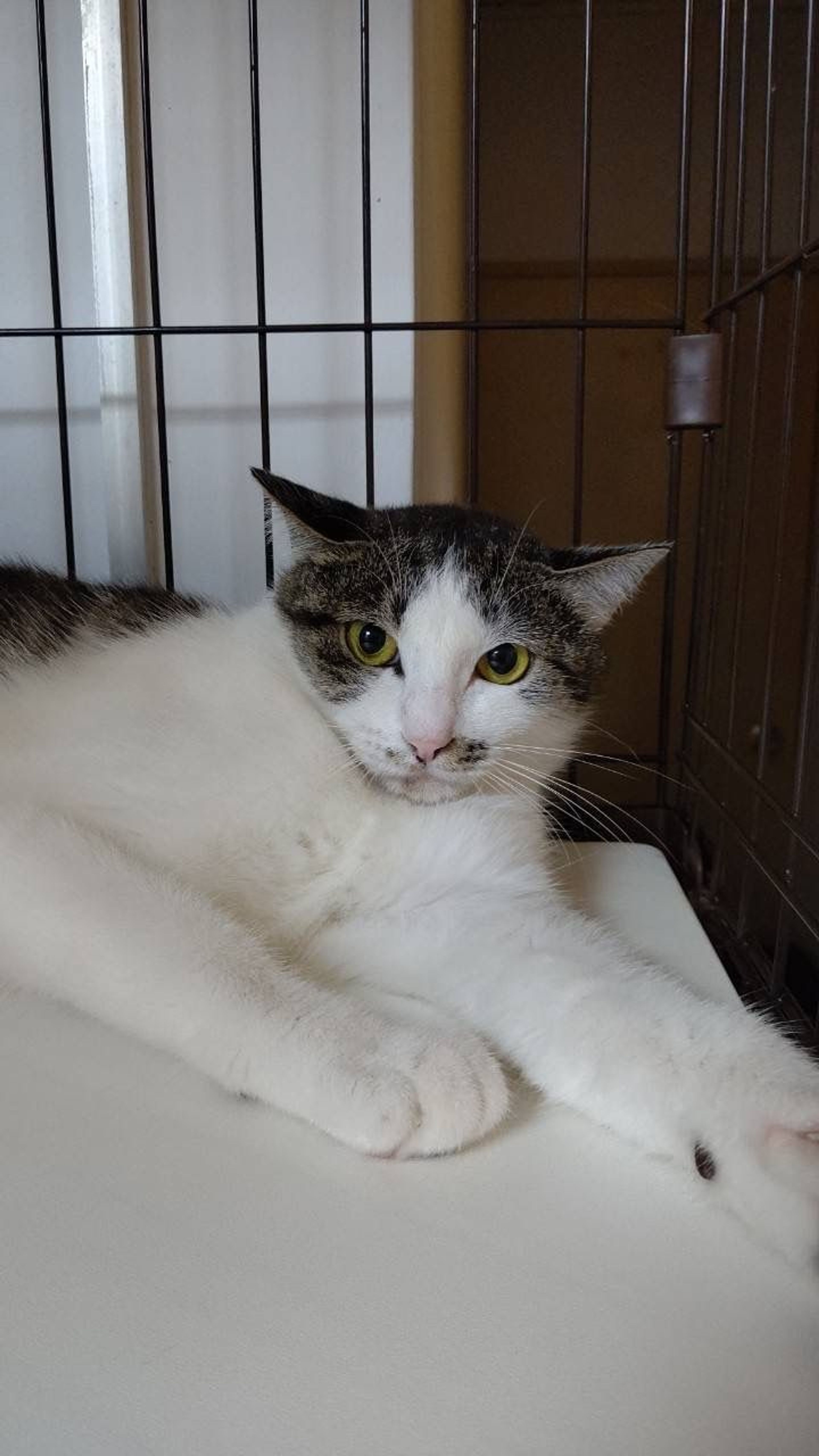pet-image-6