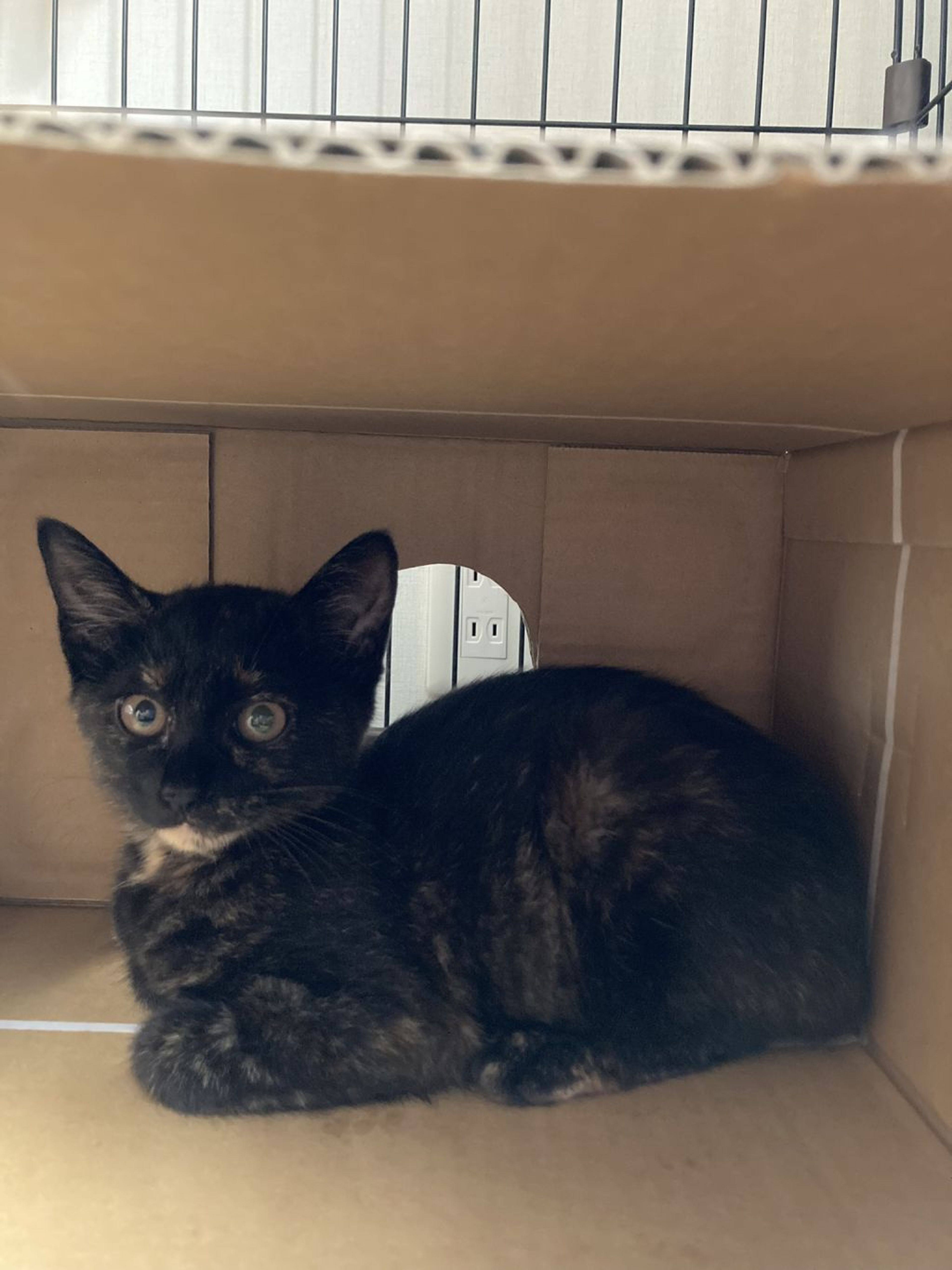 pet-image-3