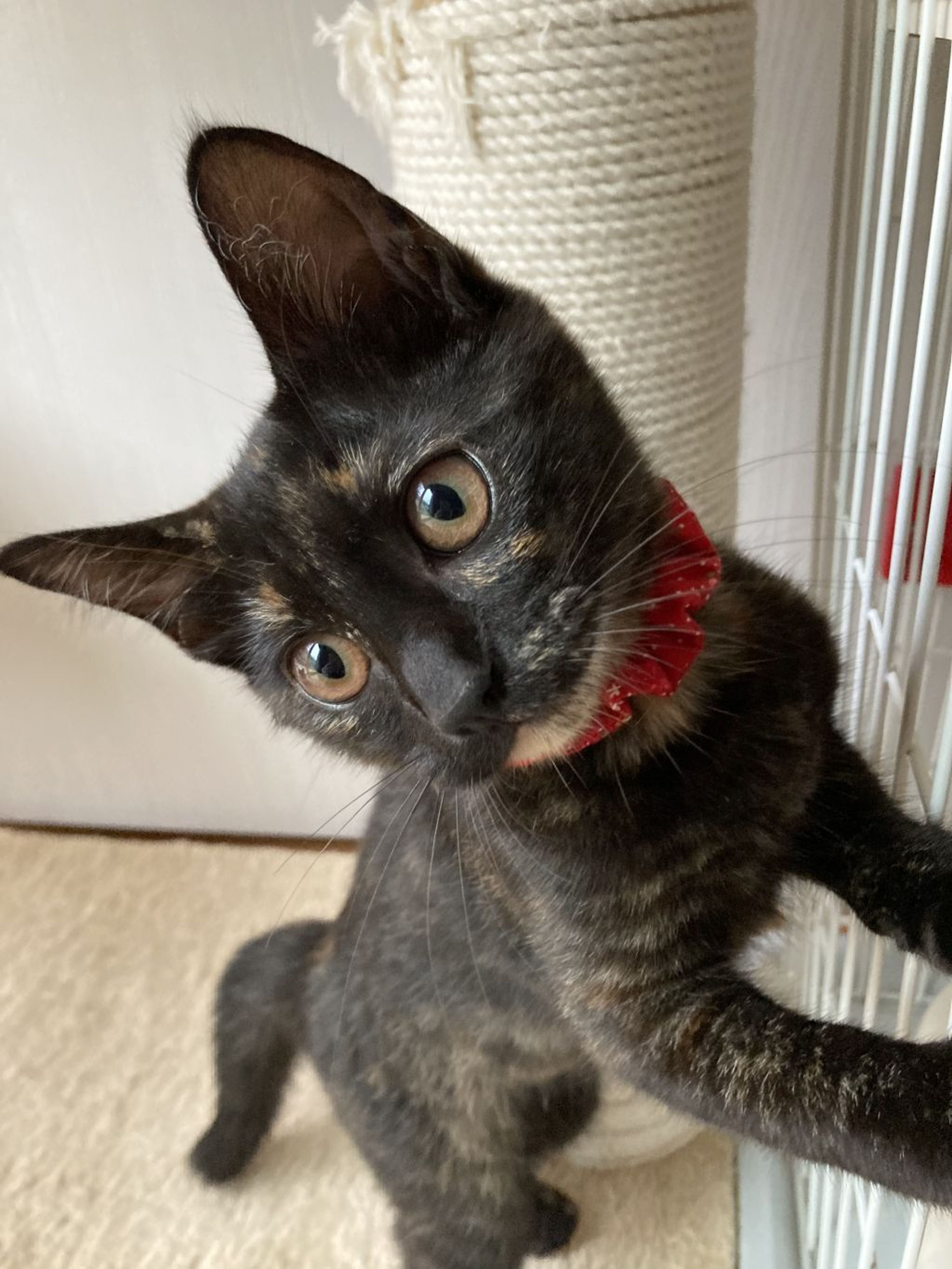 pet-image-4