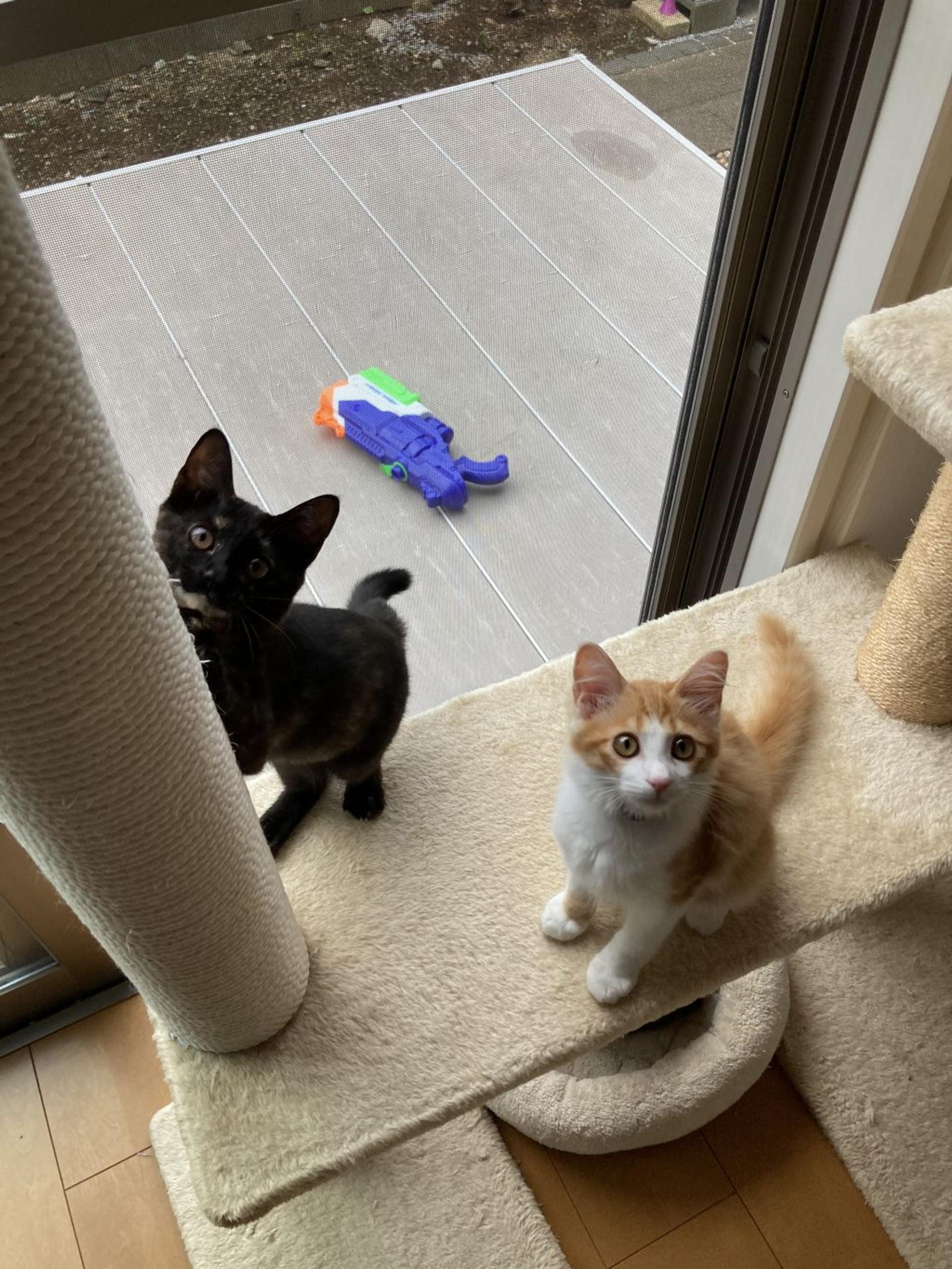 pet-image-5