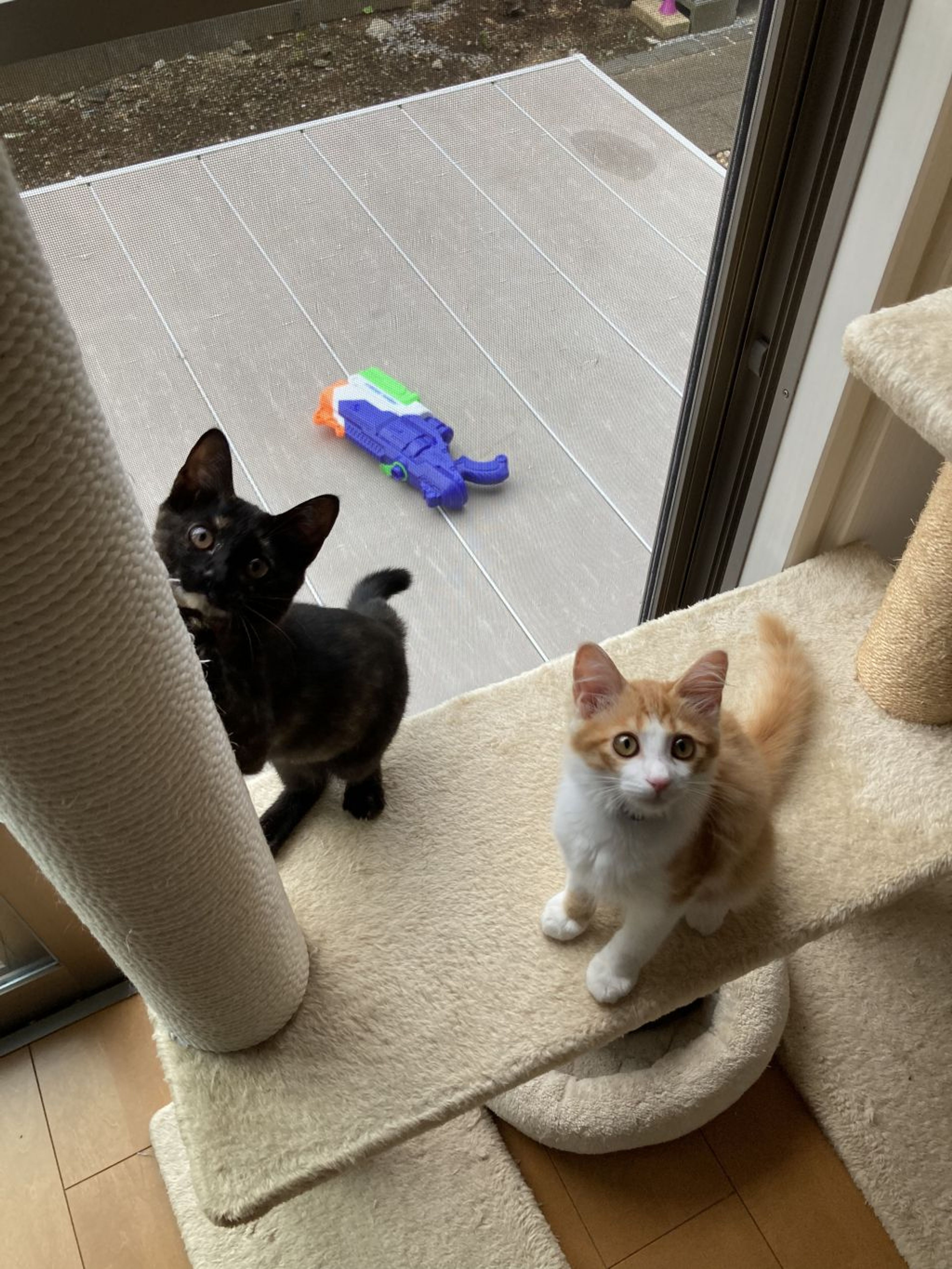 pet-image-5