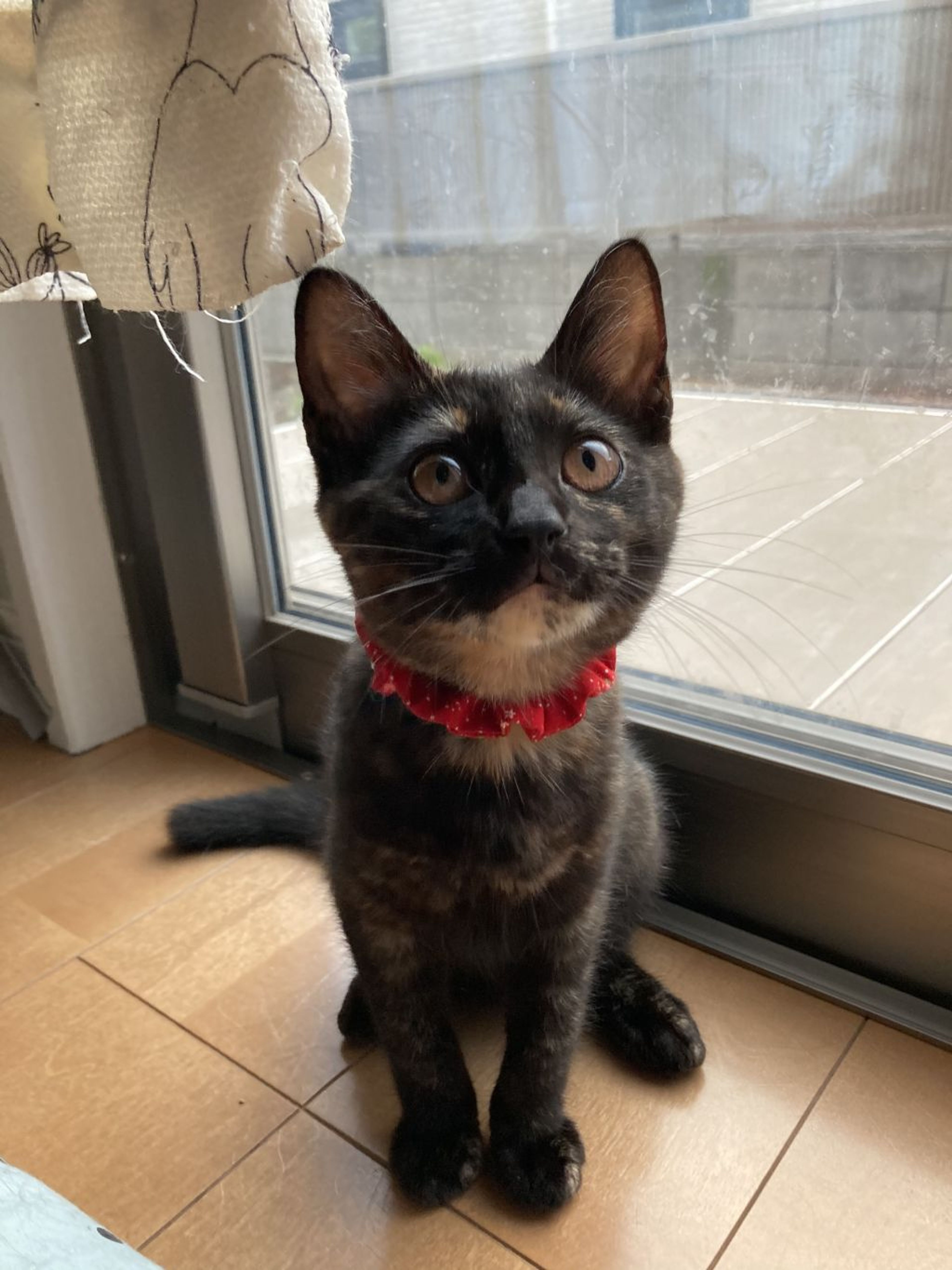 pet-image-6