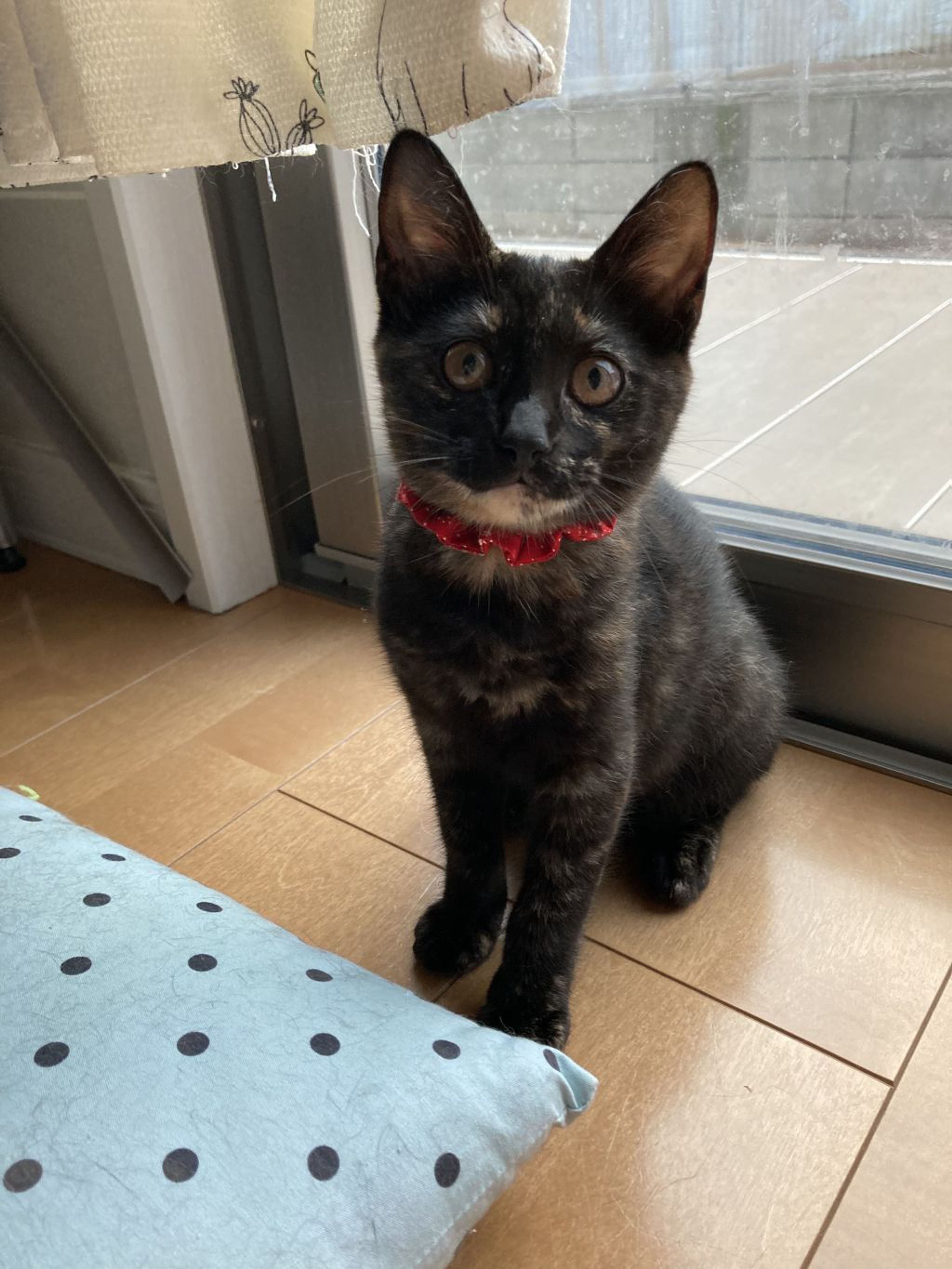 pet-image-9