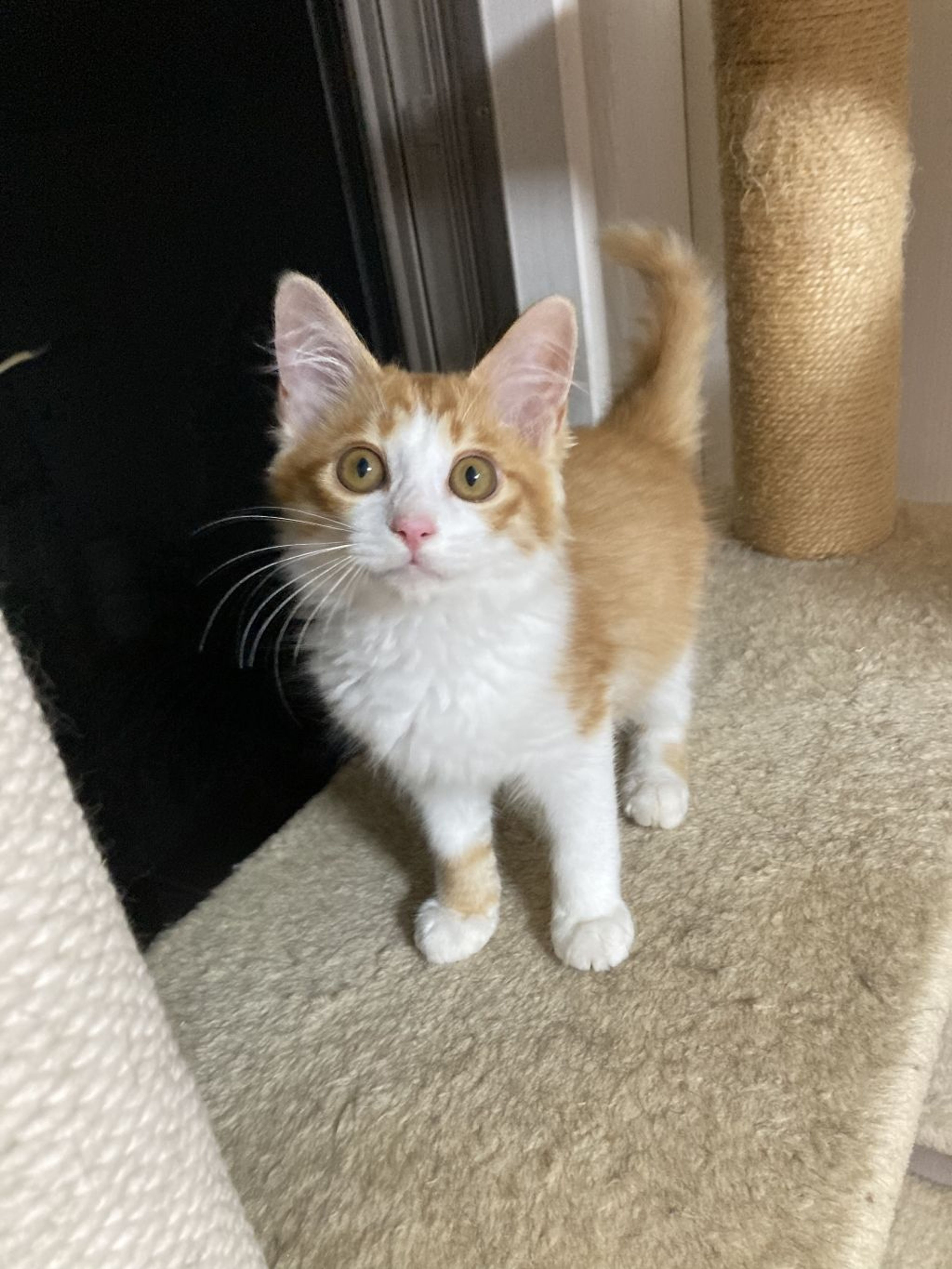 pet-image-2