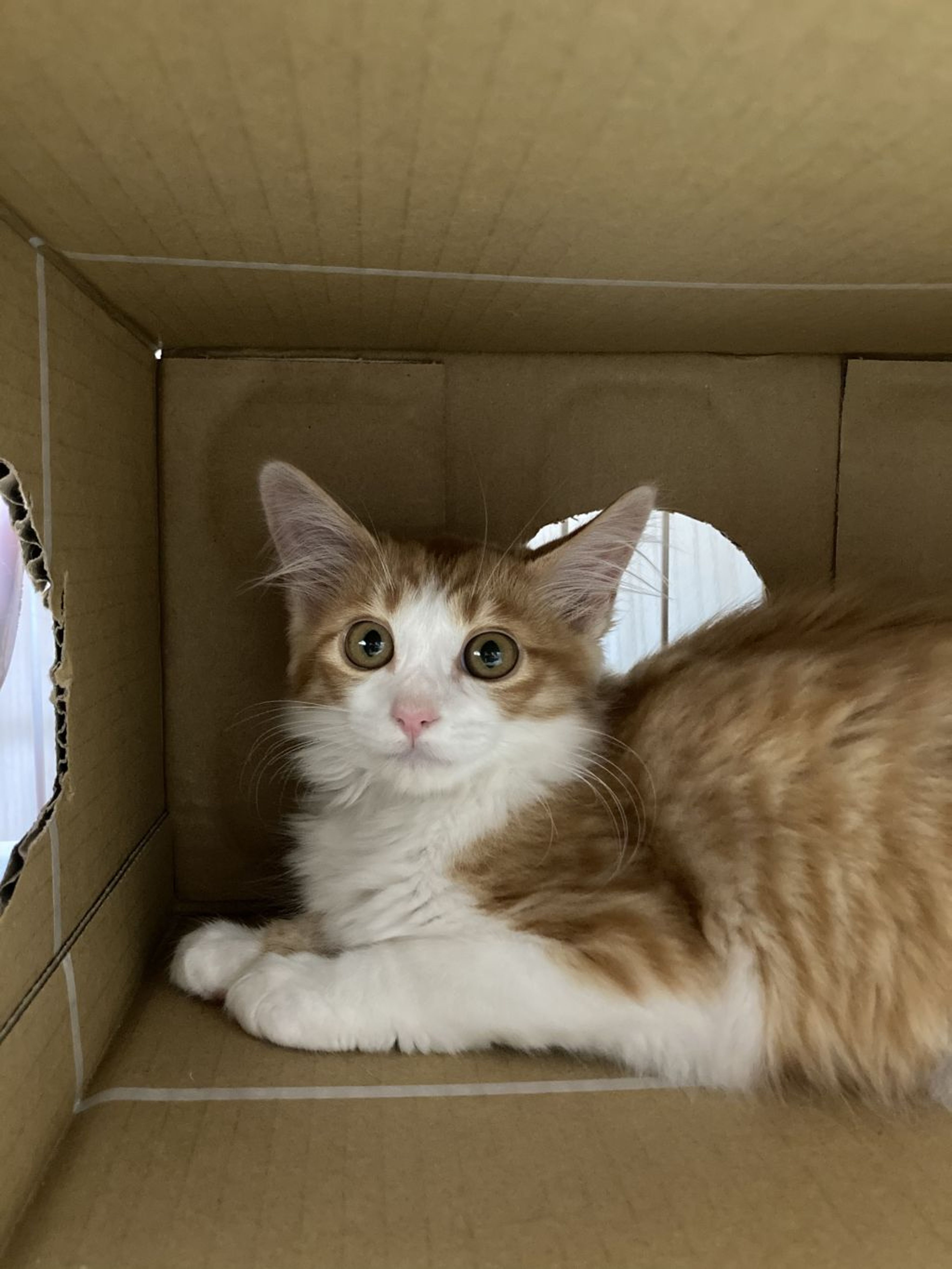 pet-image-4