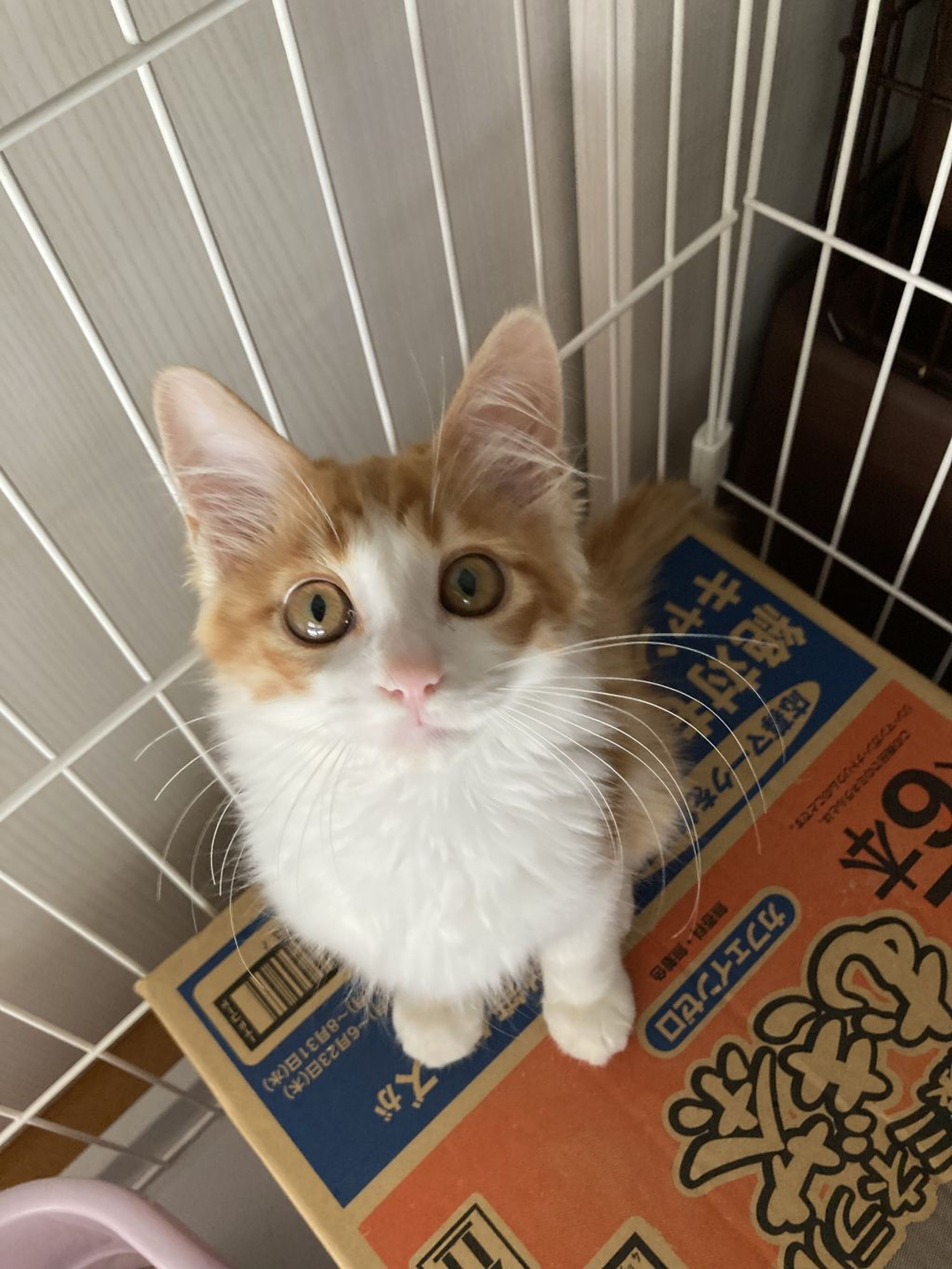 pet-image-5