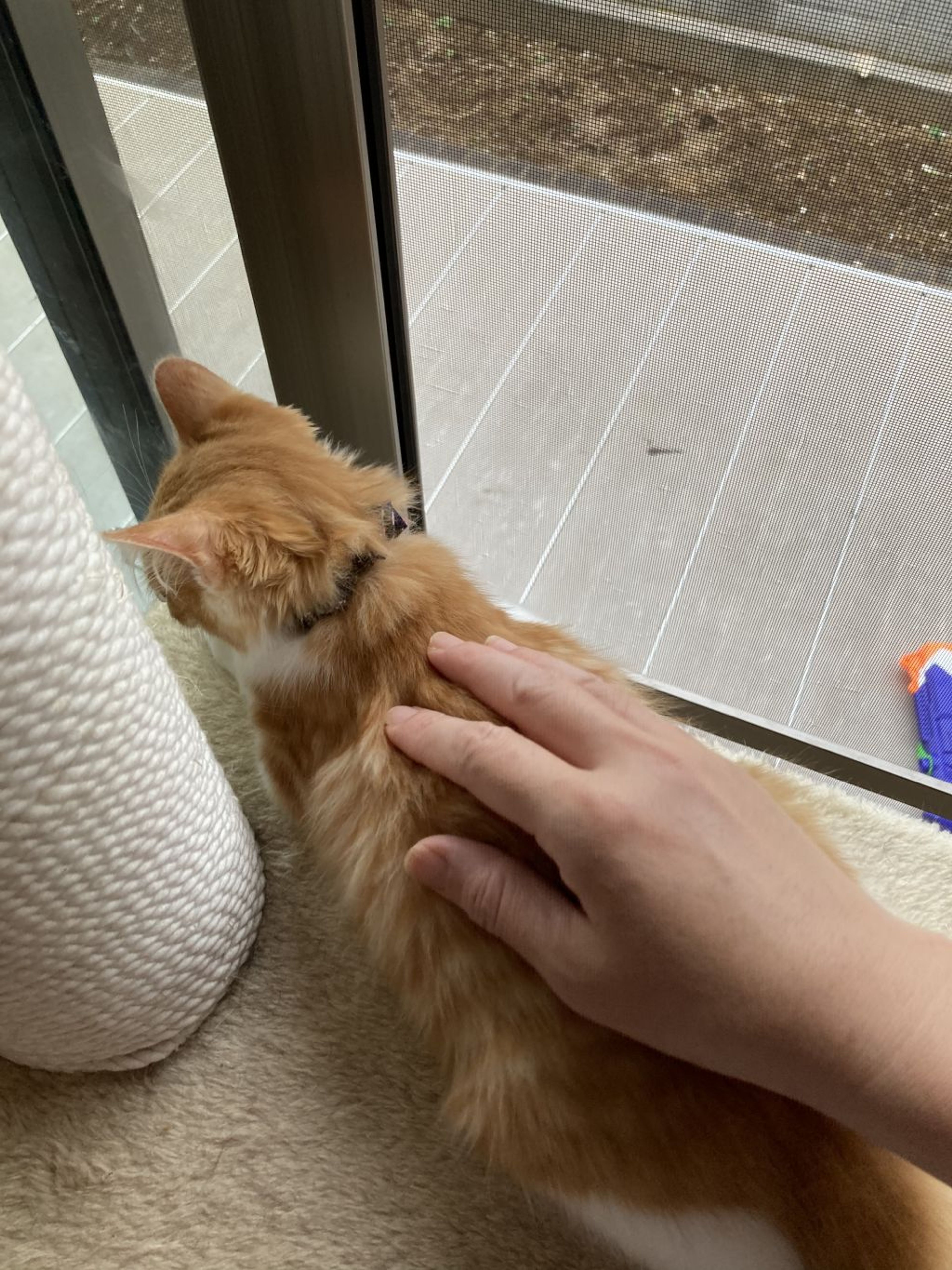 pet-image-8