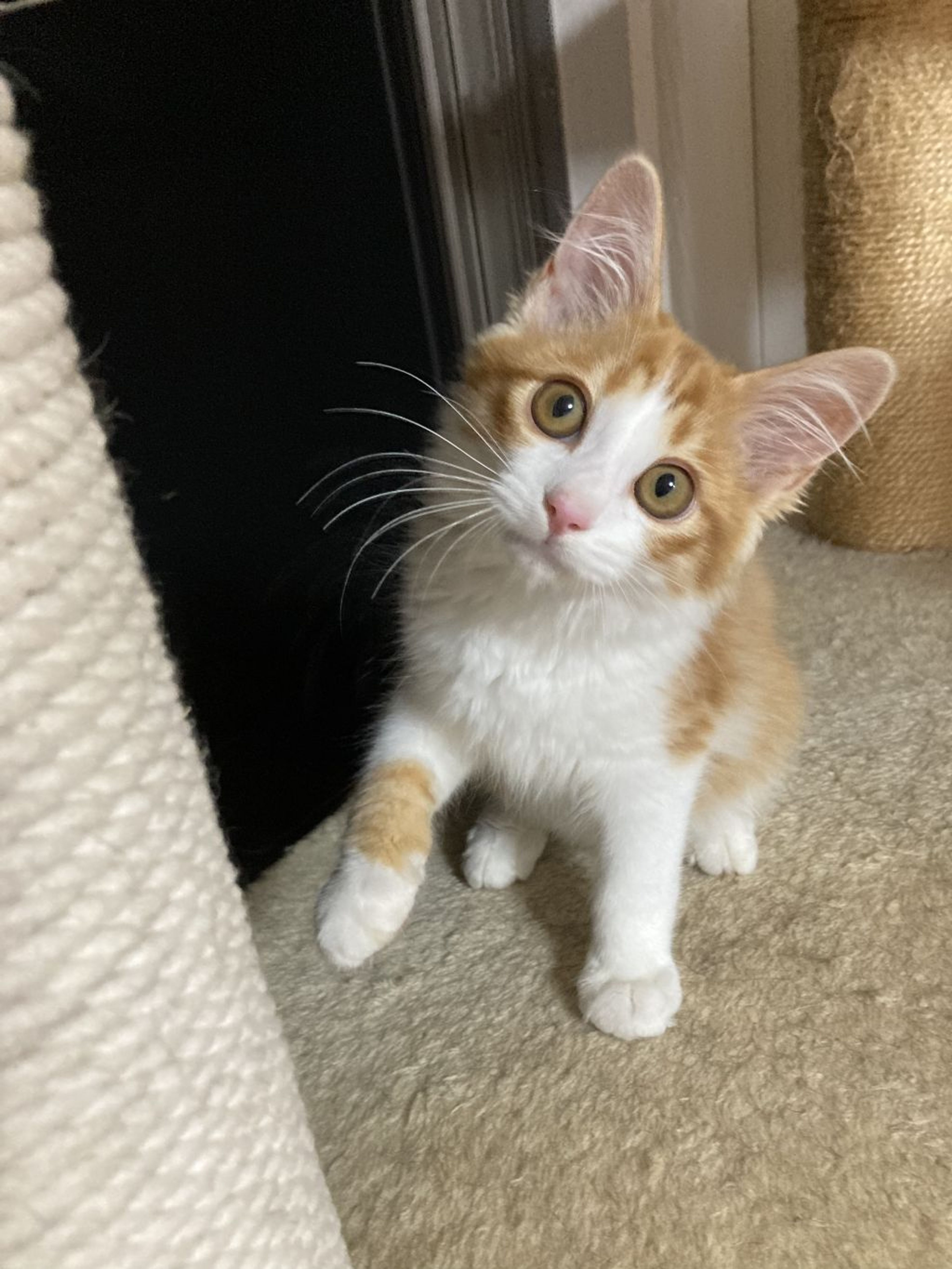 pet-image-9