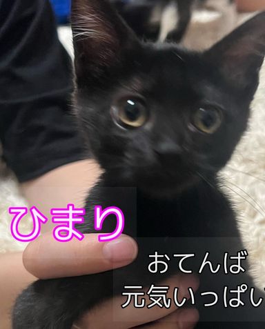 ひまりの写真