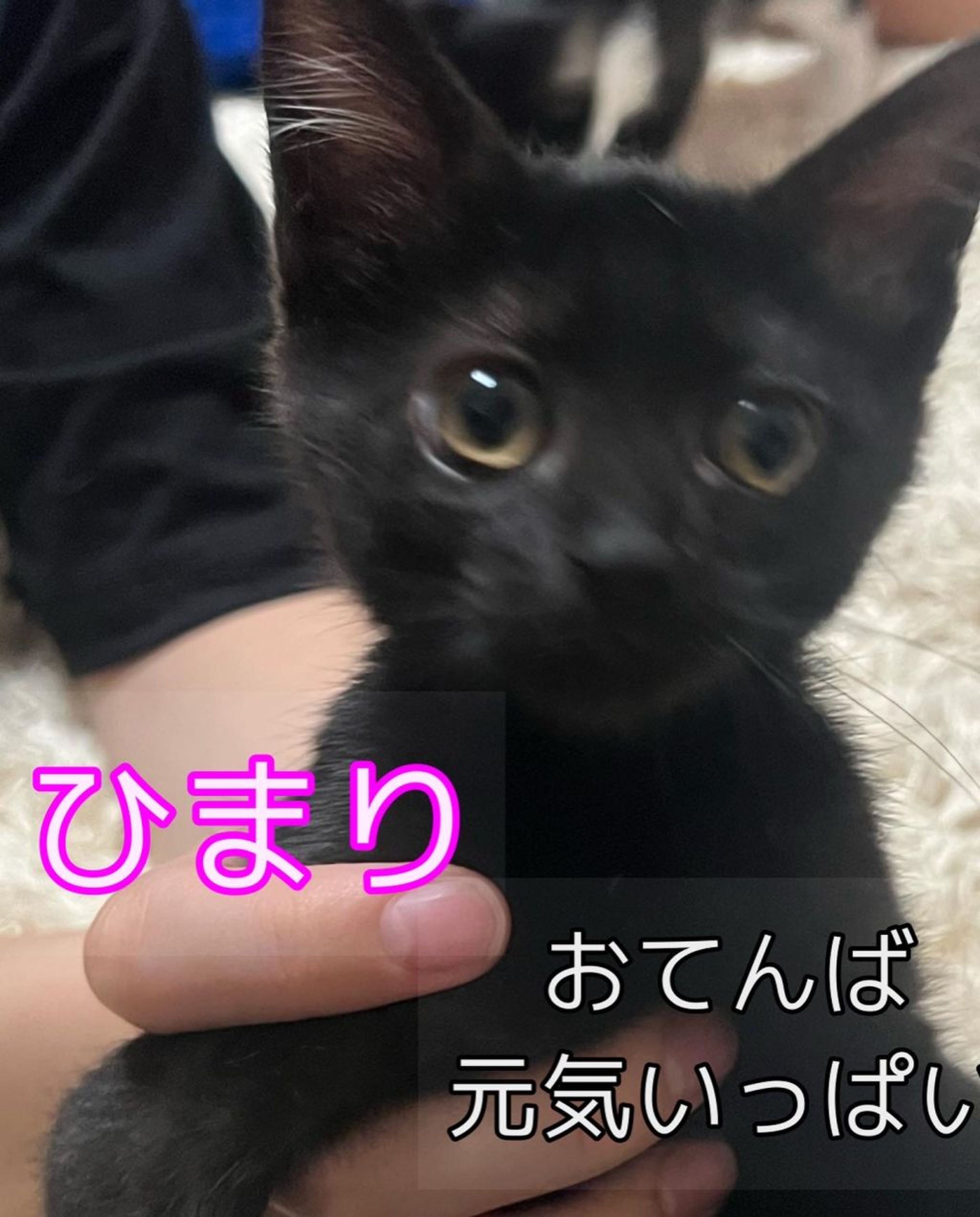 雑種（ミックス猫）・メスの里親募集の写真