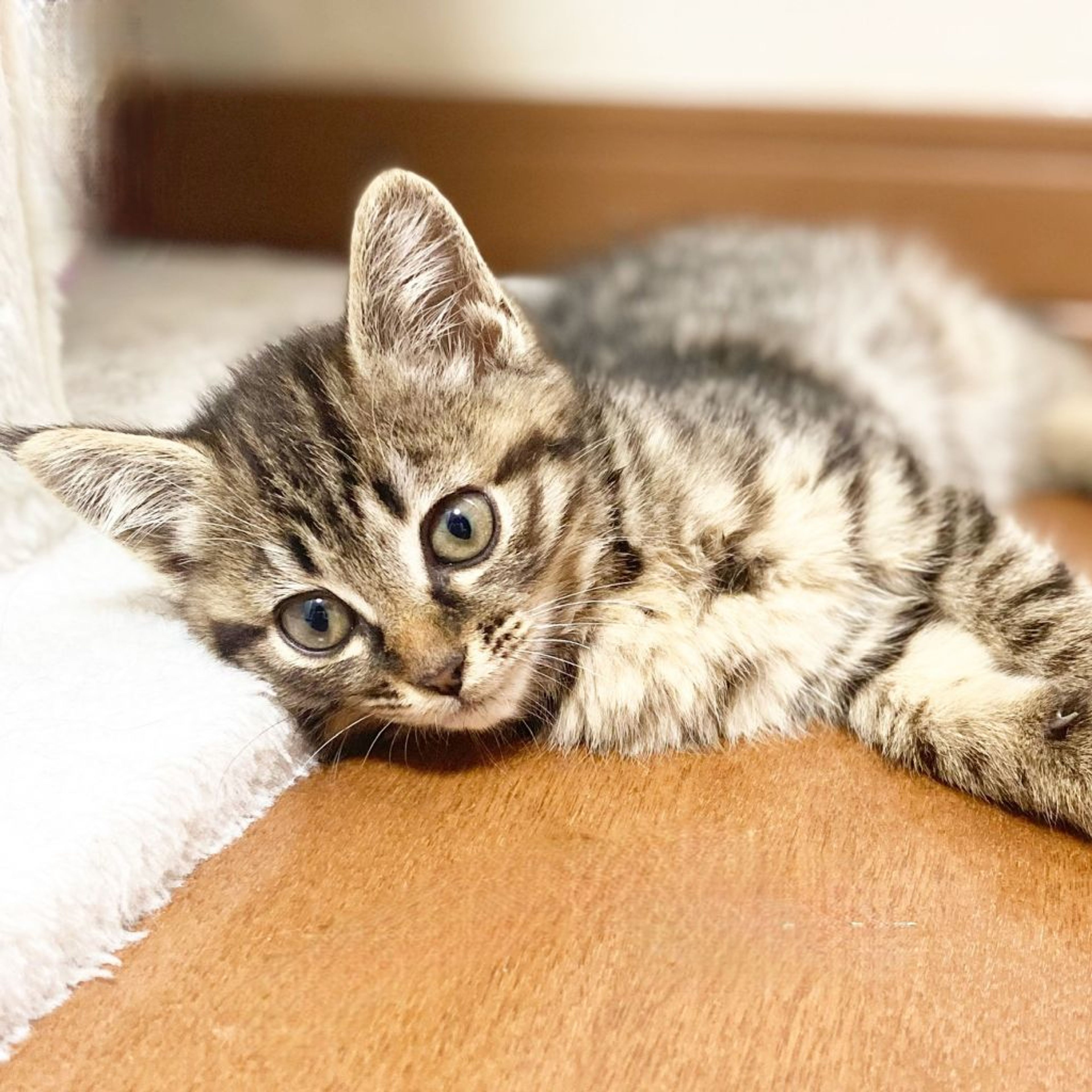 雑種（ミックス猫）・メスの里親募集の写真