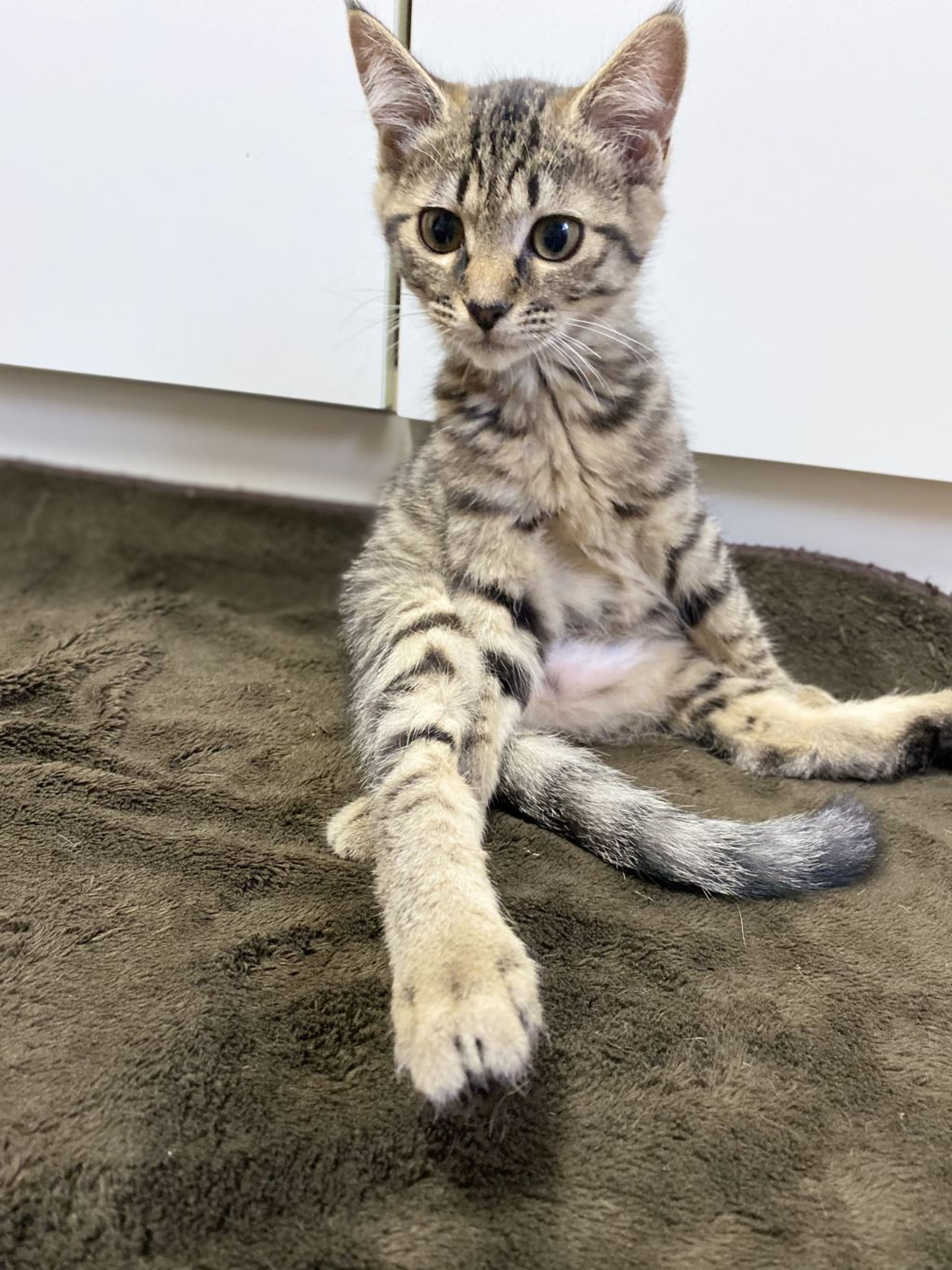 pet-image-2