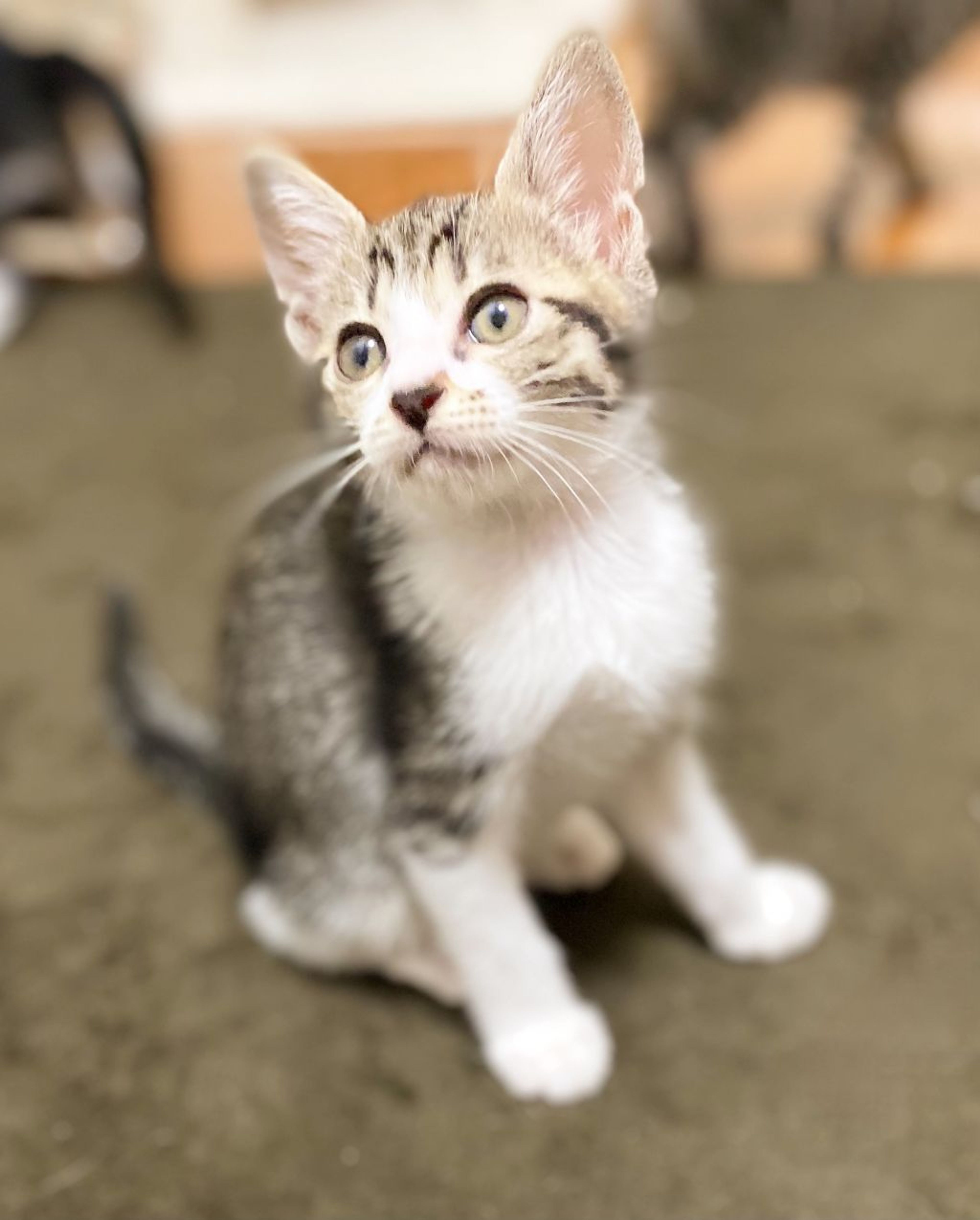 pet-image-2
