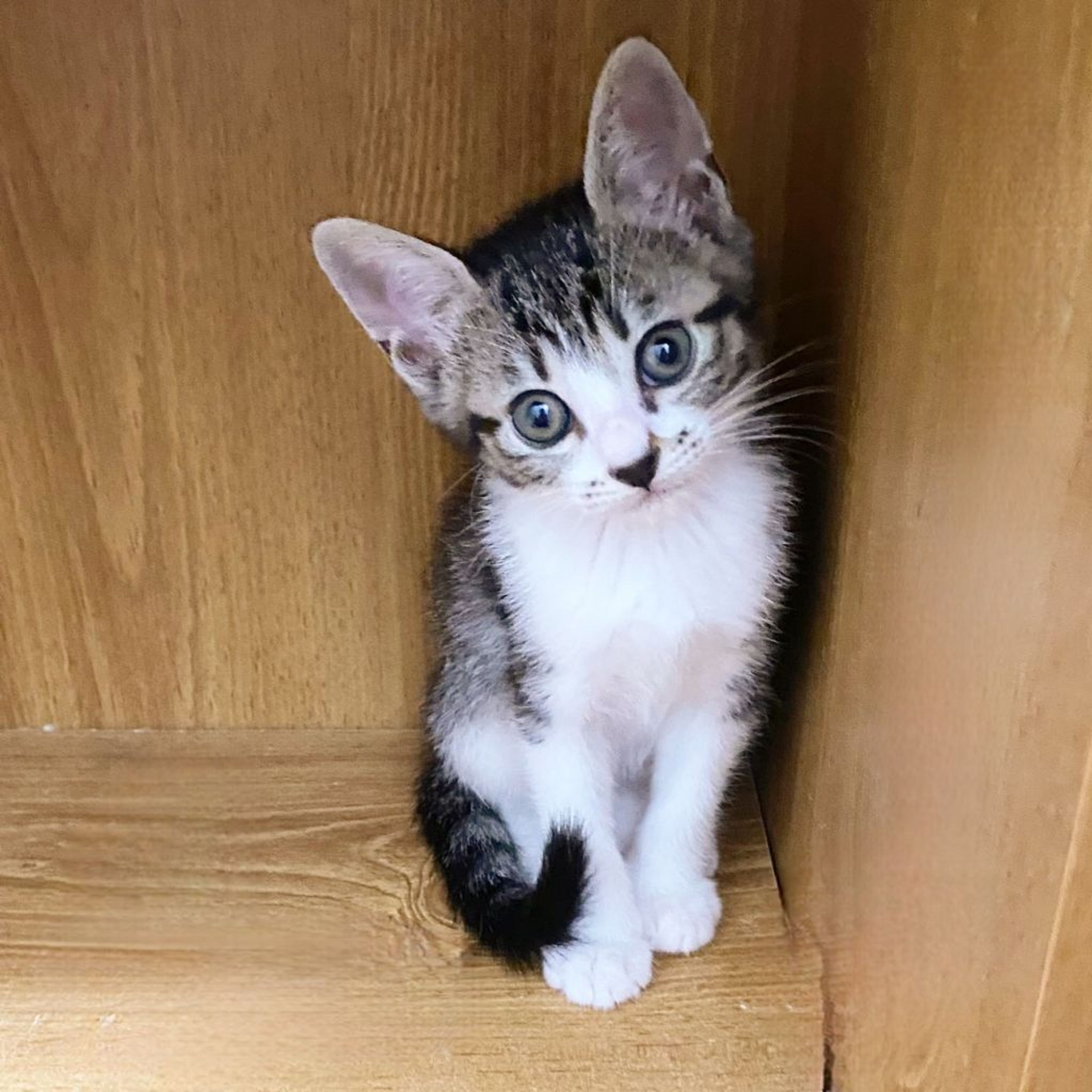 pet-image-3