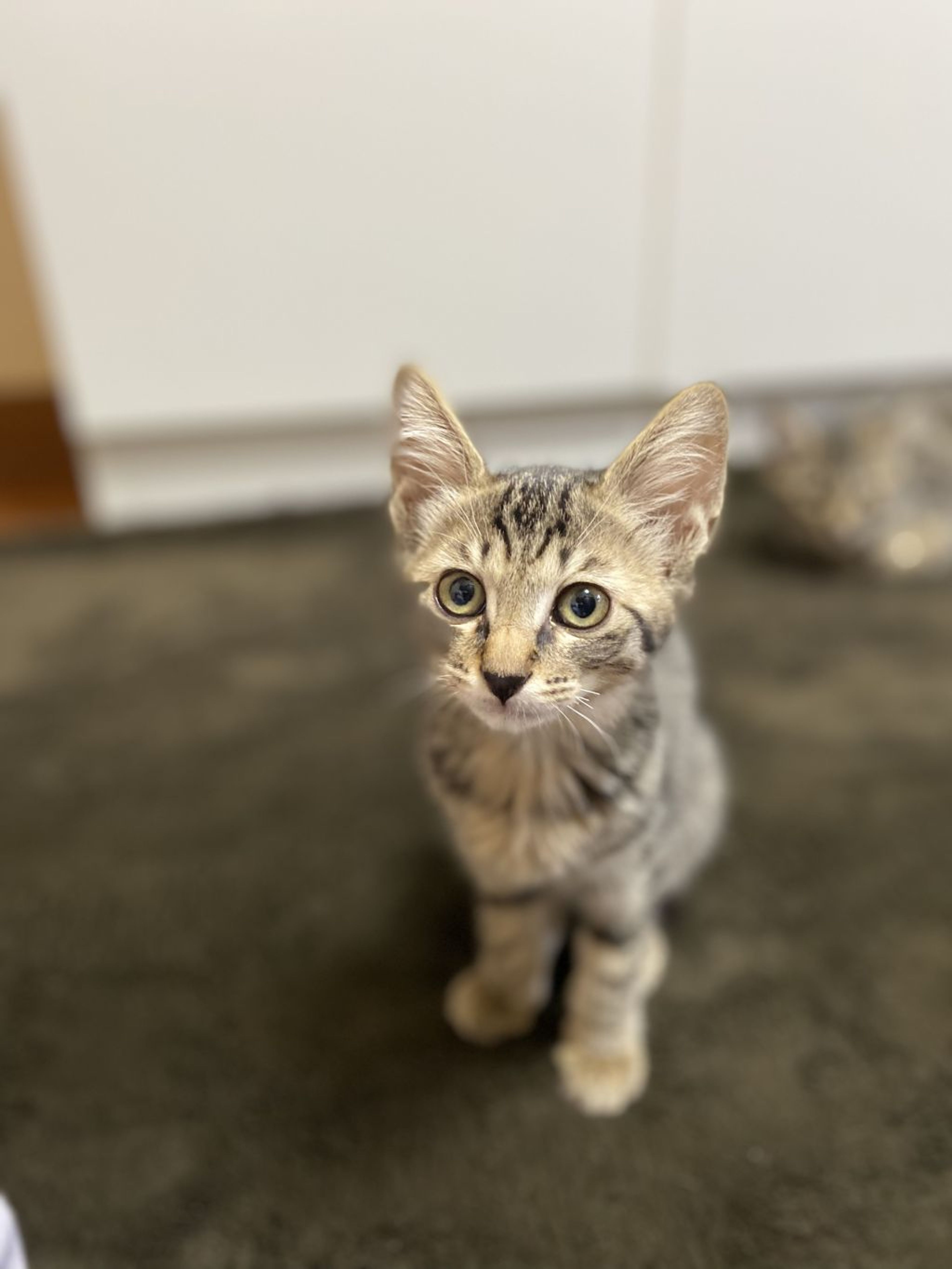雑種（ミックス猫）・メスの里親募集の写真
