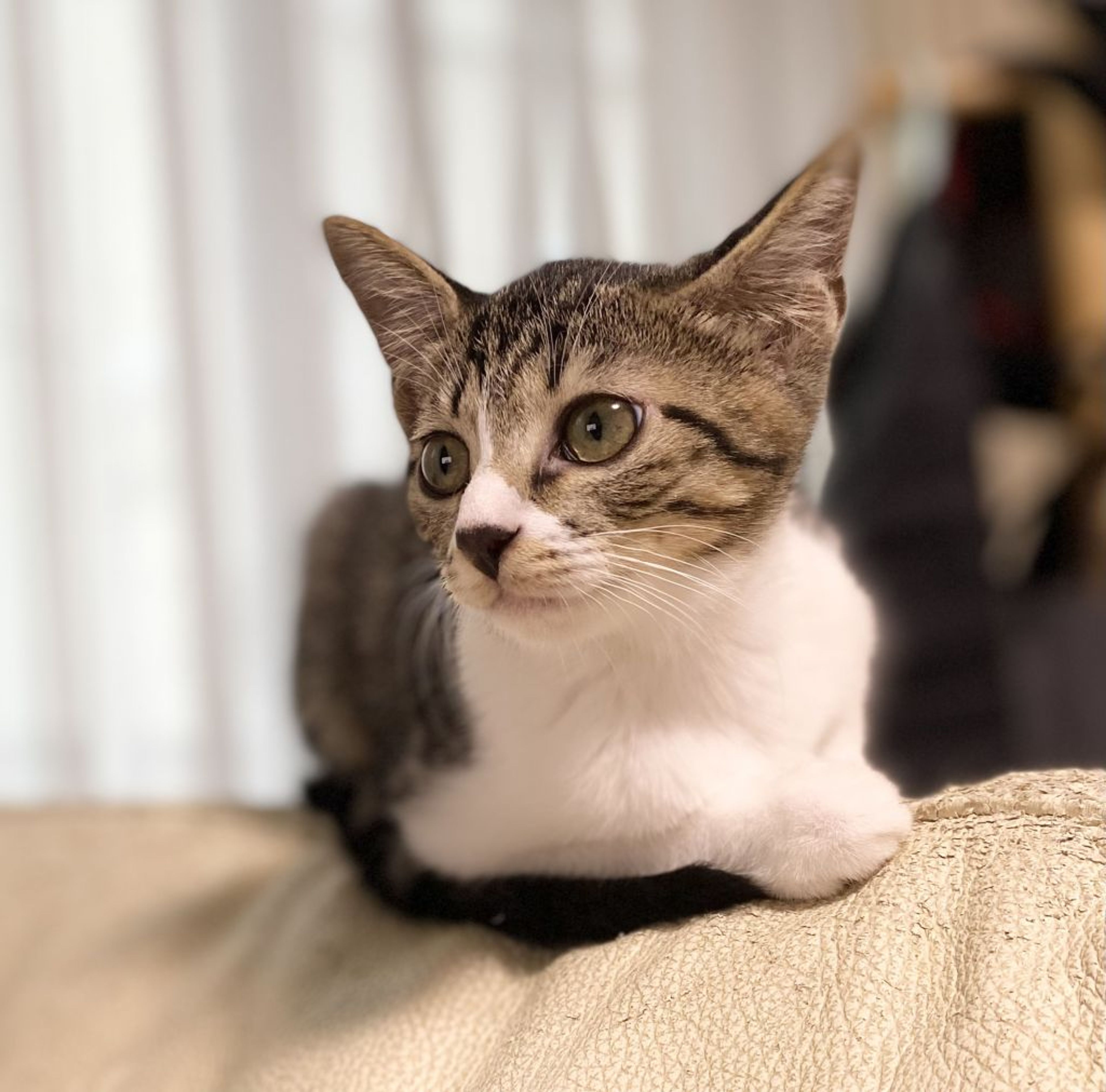 雑種（ミックス猫）・メスの里親募集の写真