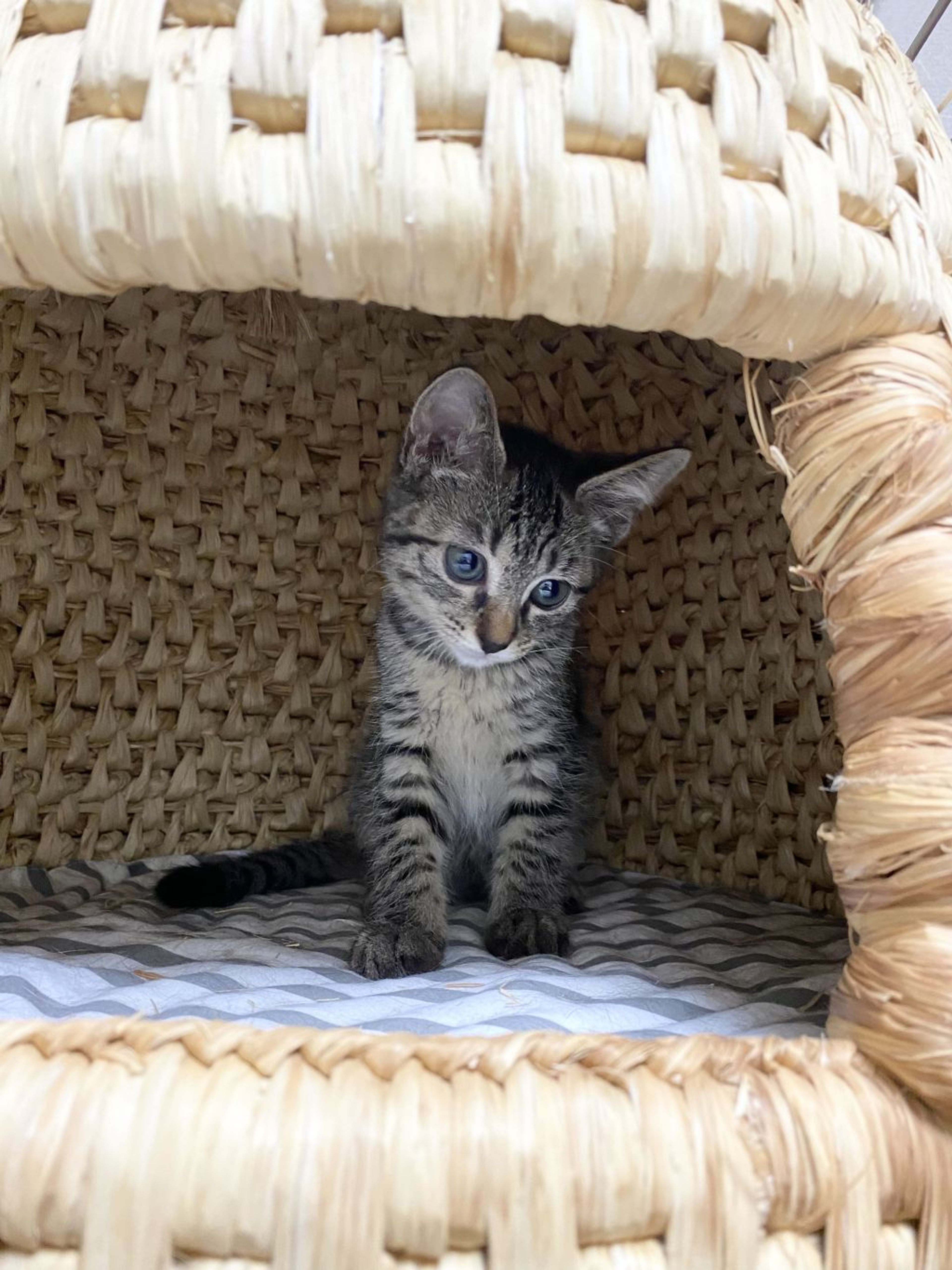 雑種（ミックス猫）・メスの里親募集の写真