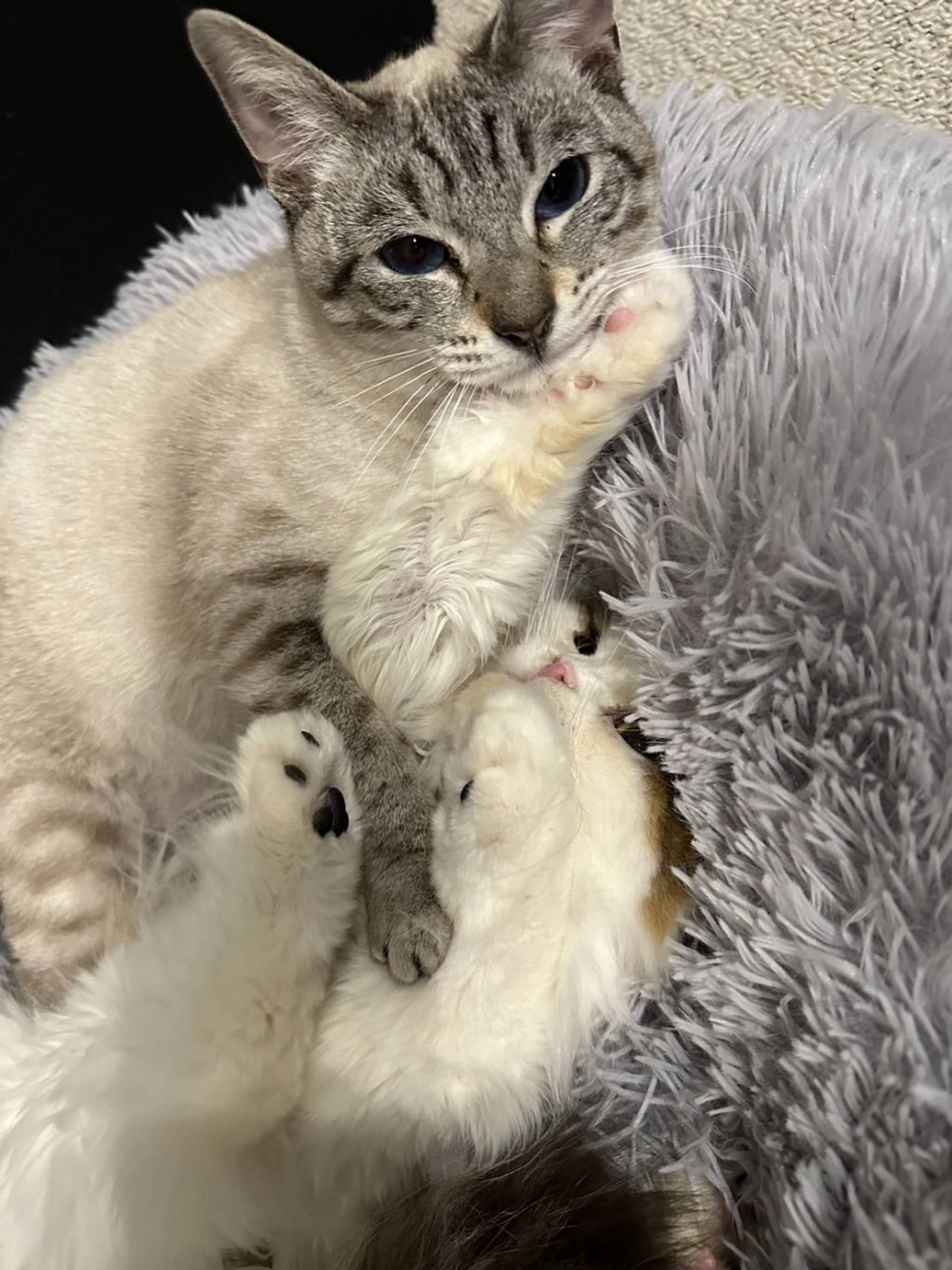 雑種（ミックス猫）・メスの里親募集の写真