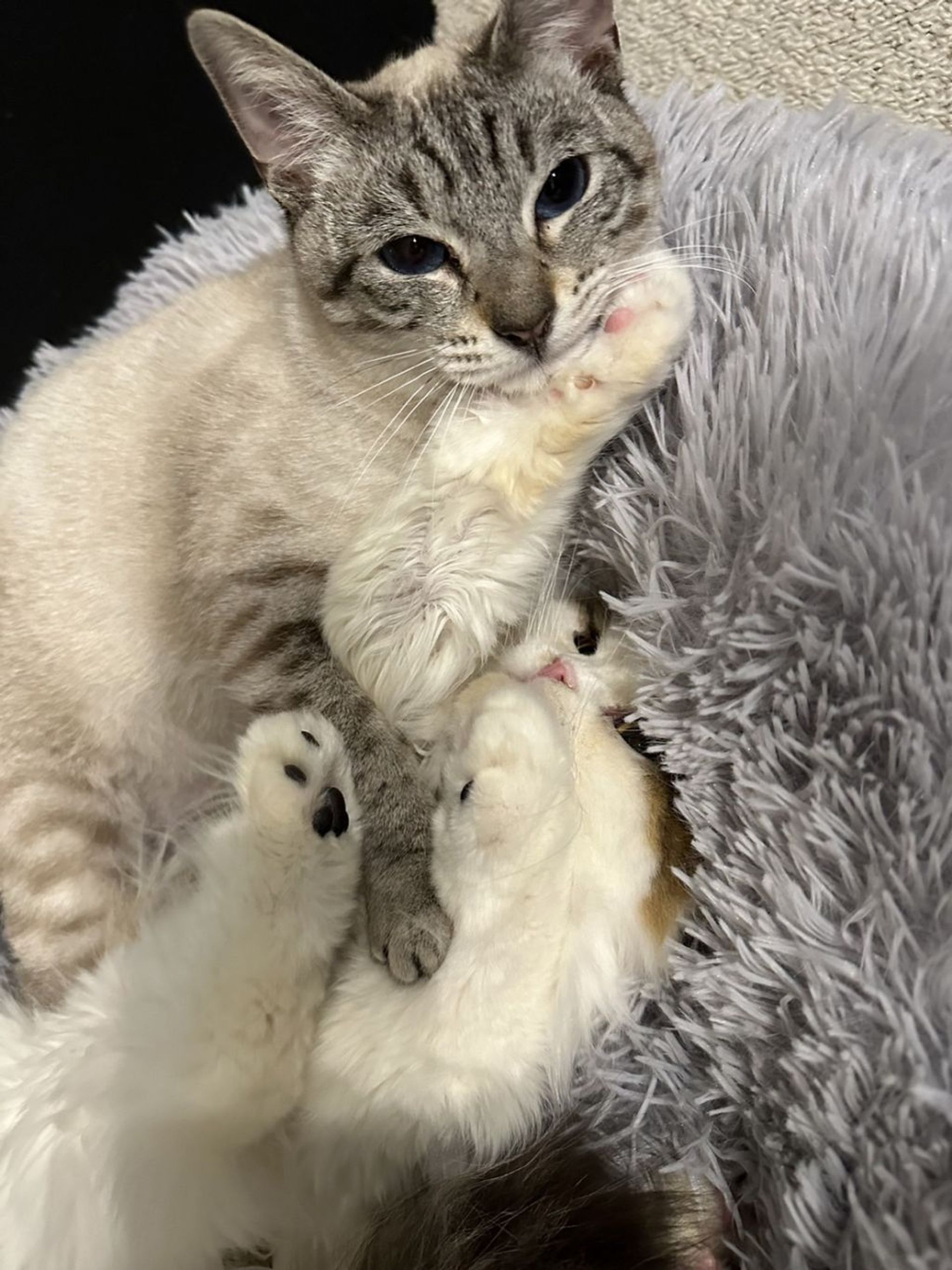 雑種（ミックス猫）・メスの里親募集の写真