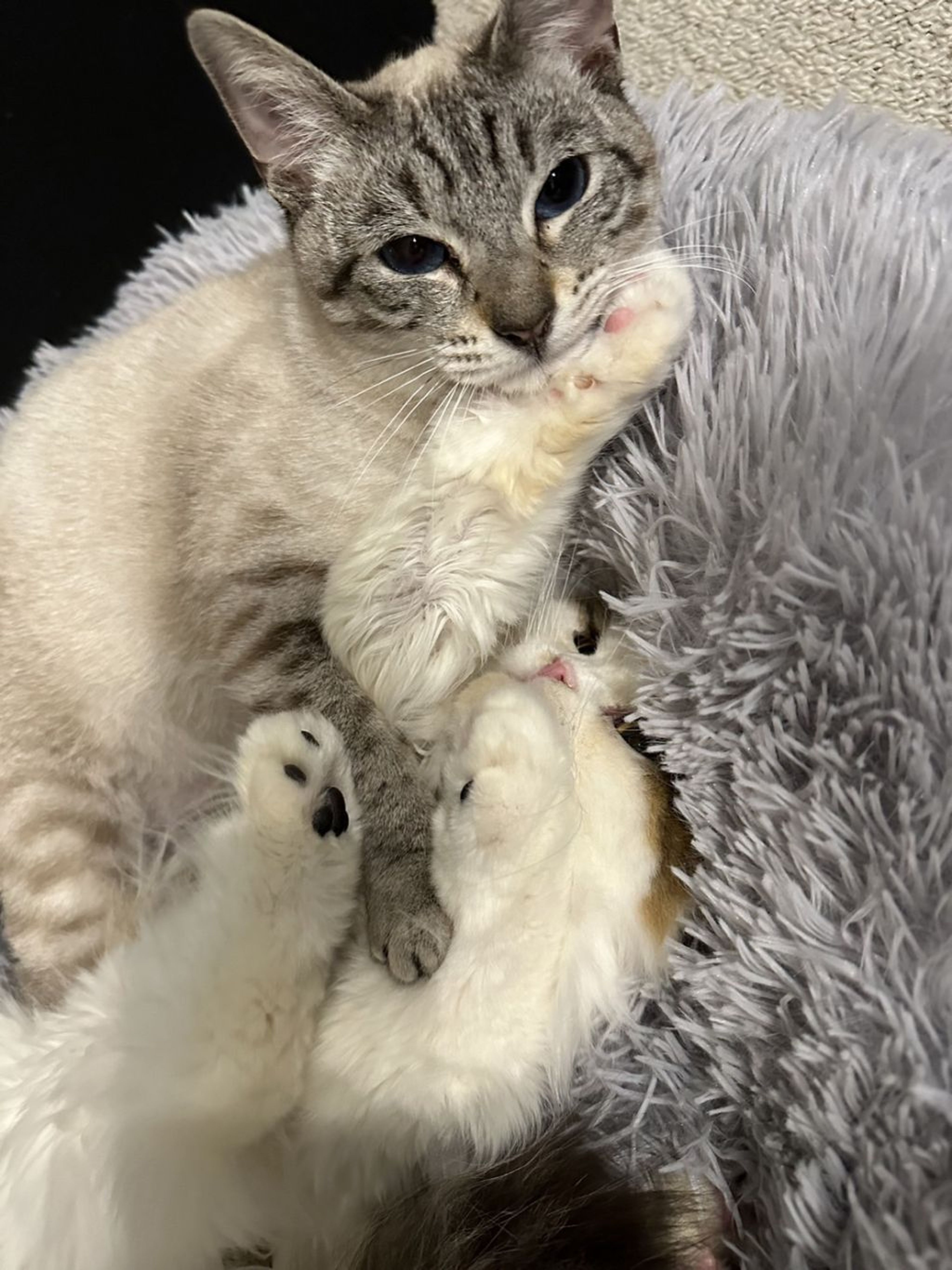 雑種（ミックス猫）・メスの里親募集の写真