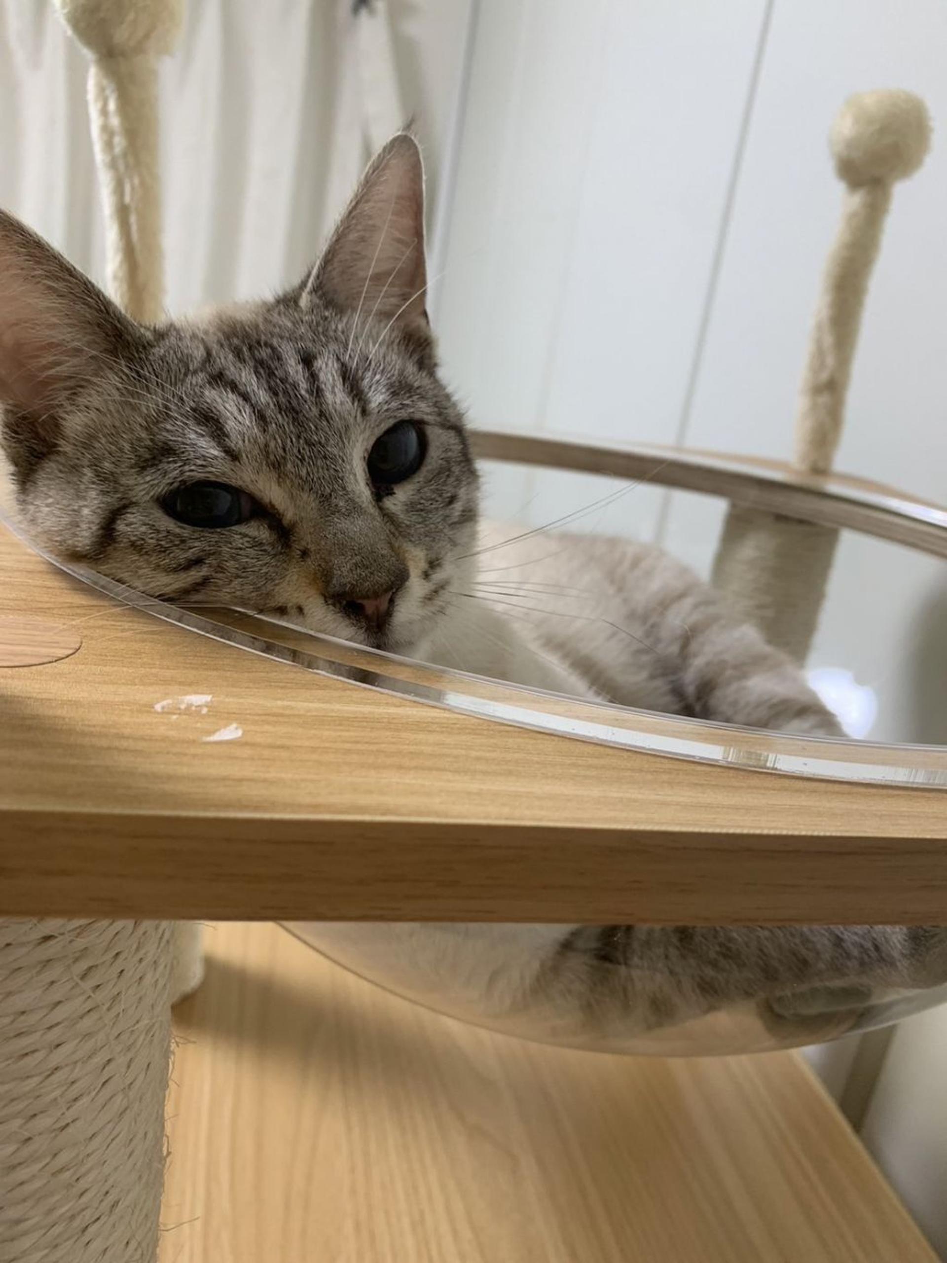 pet-image-3