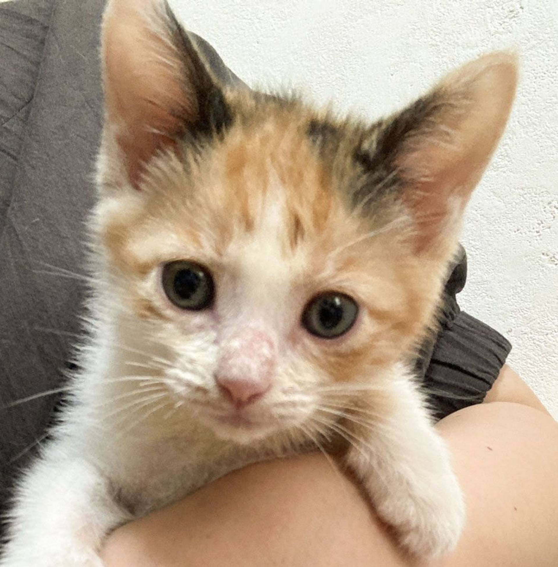 雑種（ミックス猫）・メスの里親募集の写真