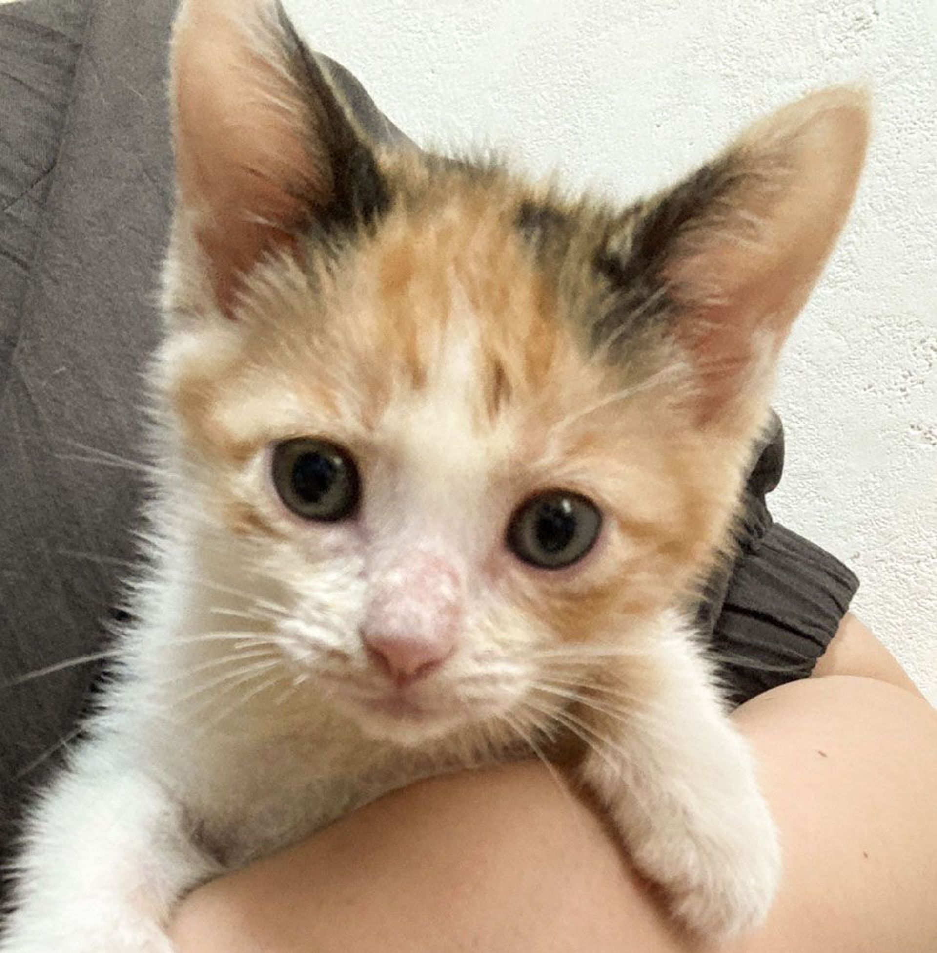 雑種（ミックス猫）・メスの里親募集の写真