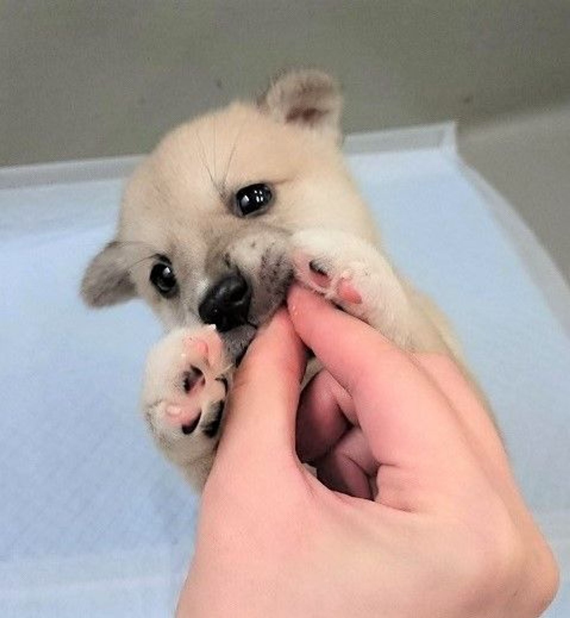 雑種（ミックス犬）・メスの里親募集の写真