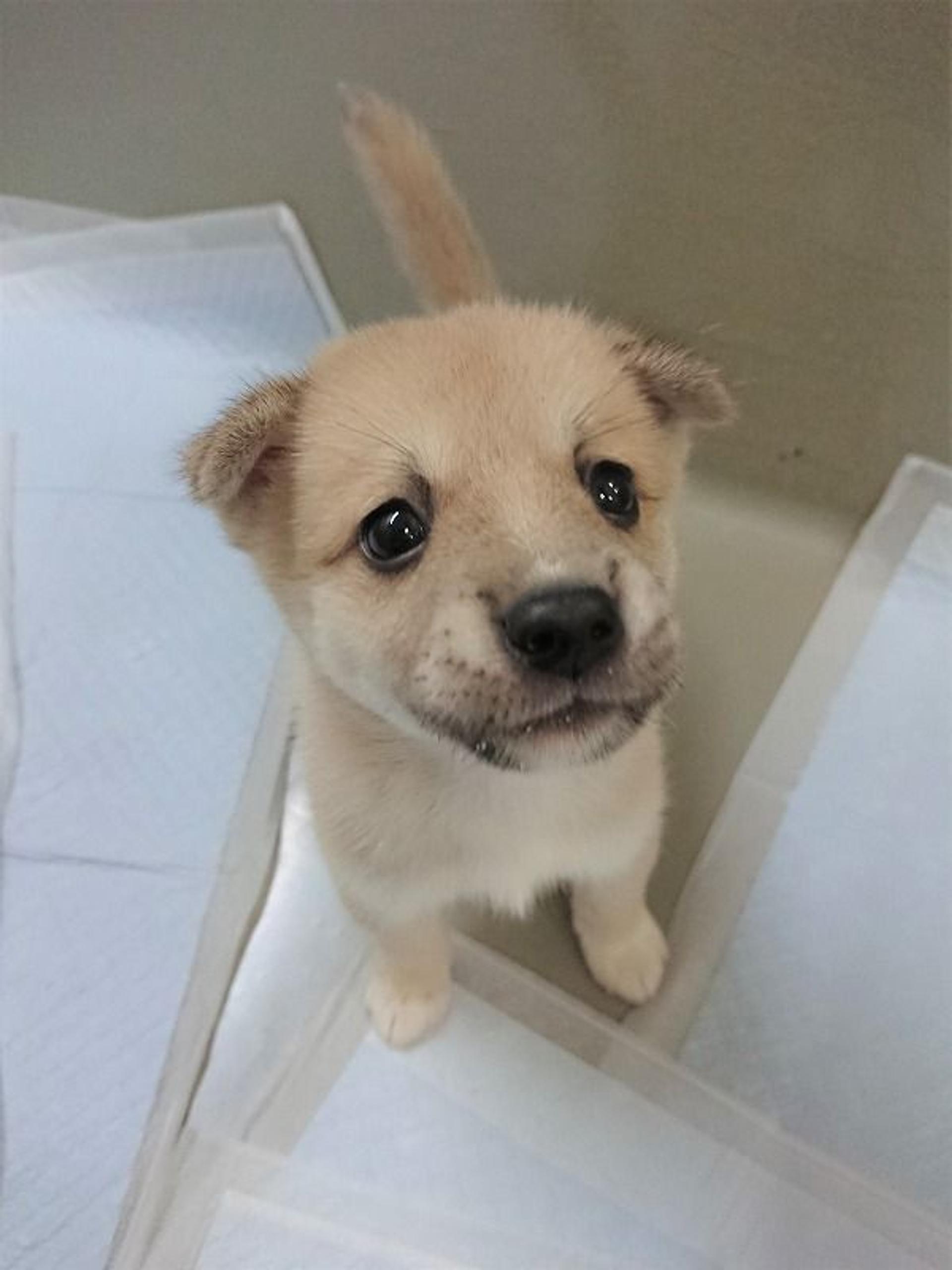 pet-image-7