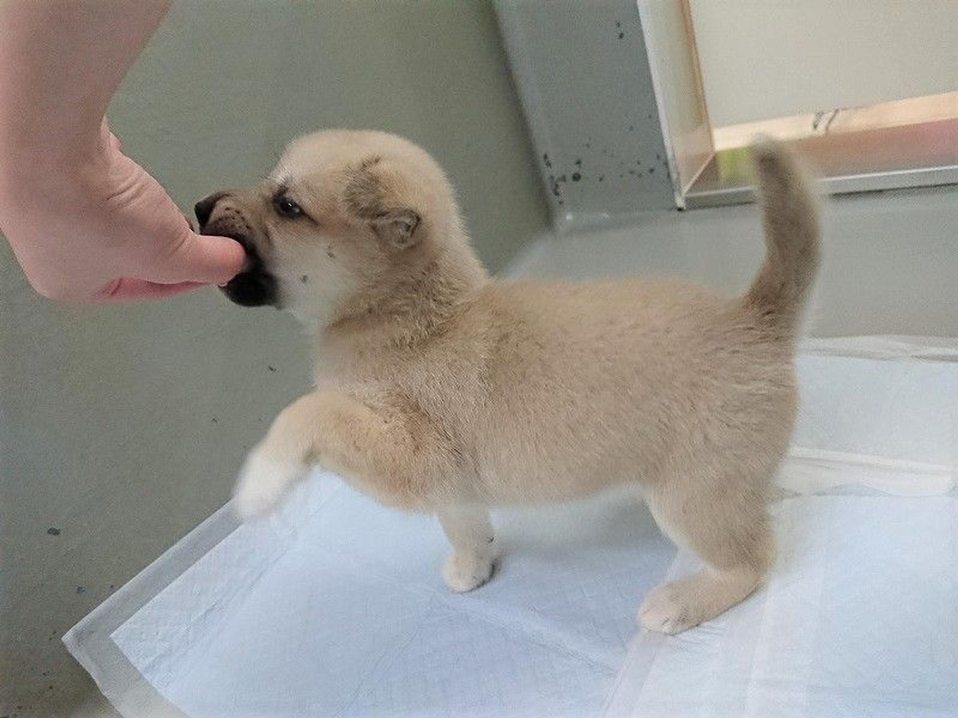 pet-image-2