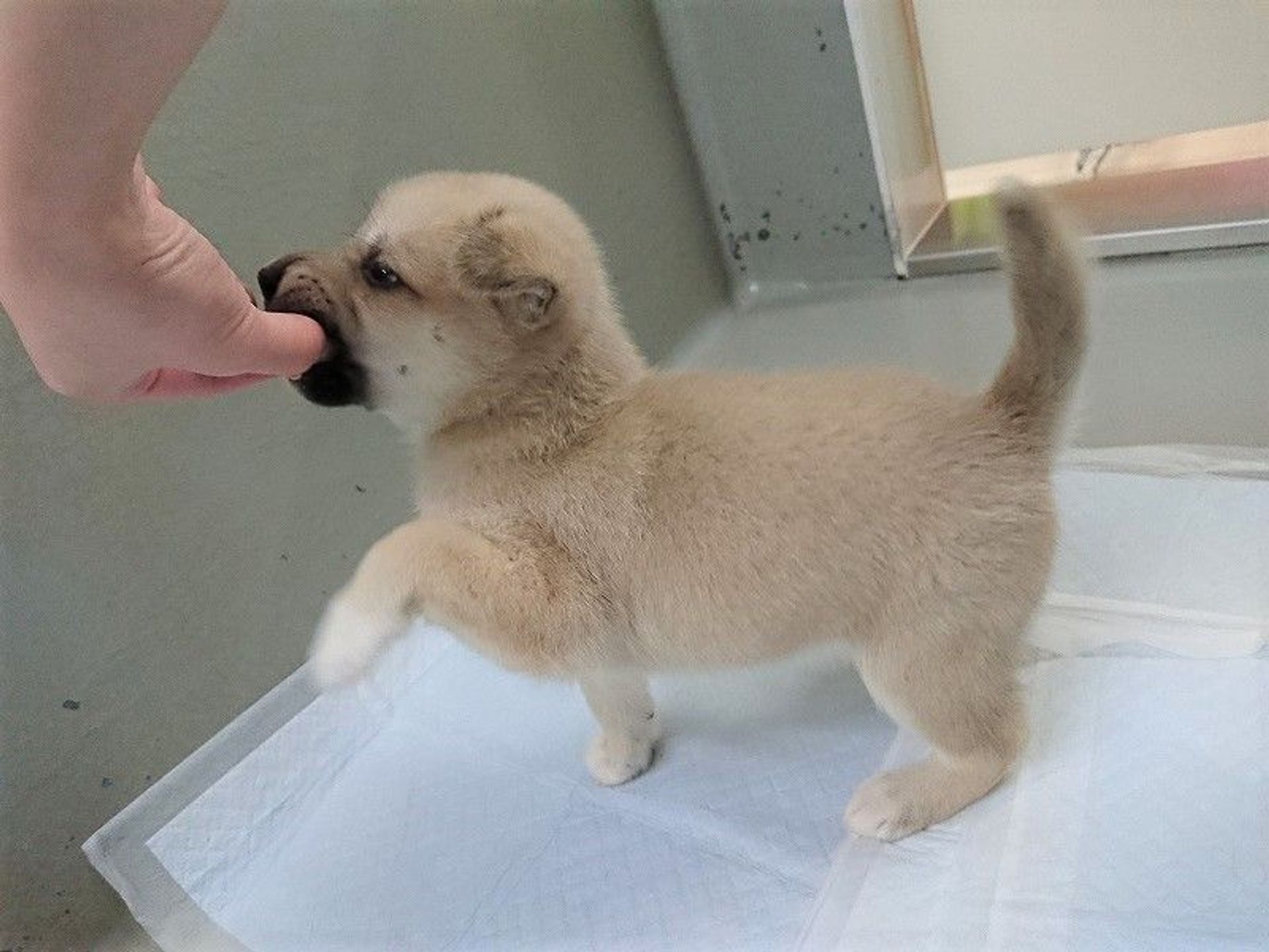 雑種（ミックス犬）・メスの里親募集の写真