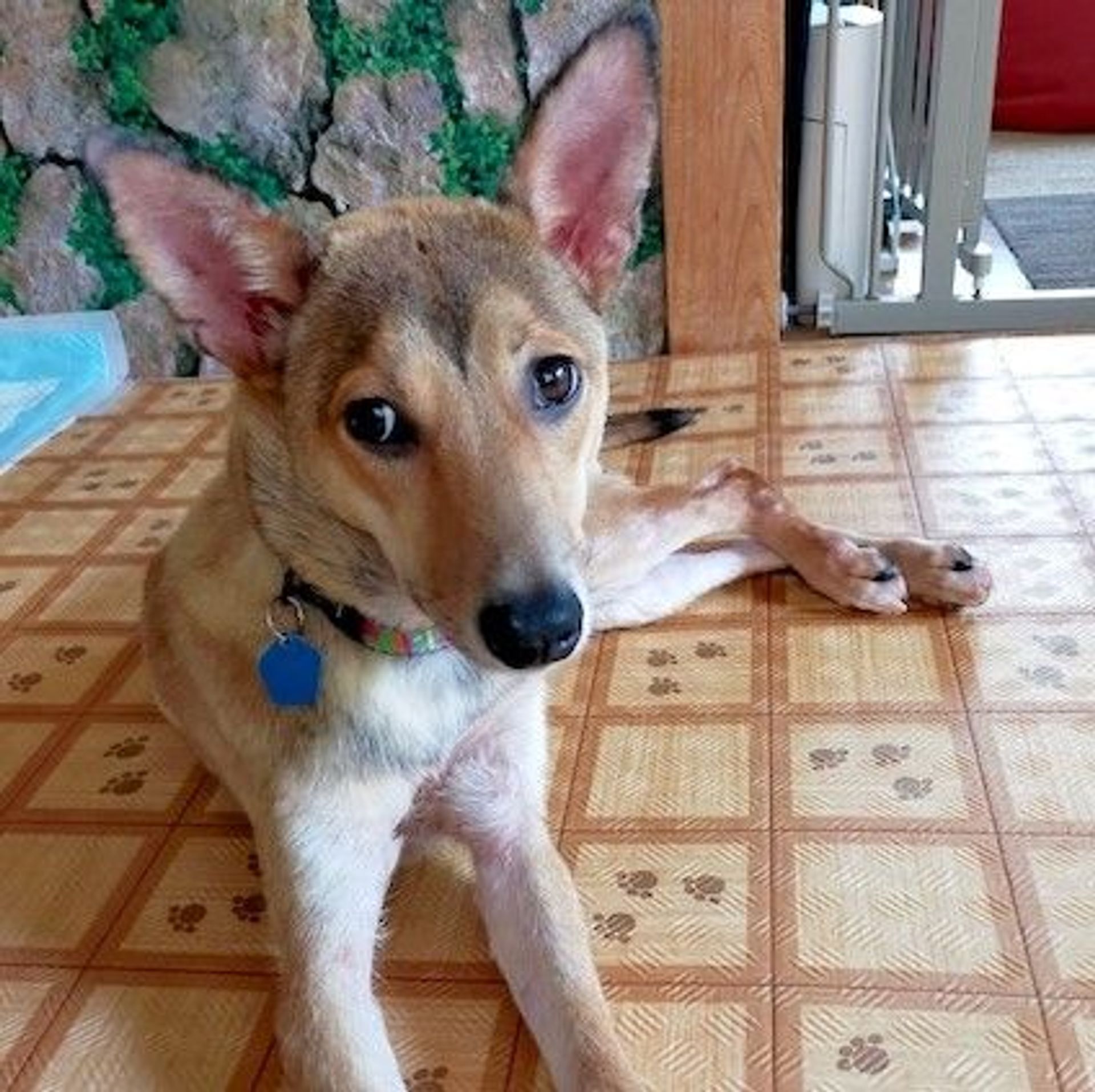 雑種（ミックス犬）・オスの里親募集の写真